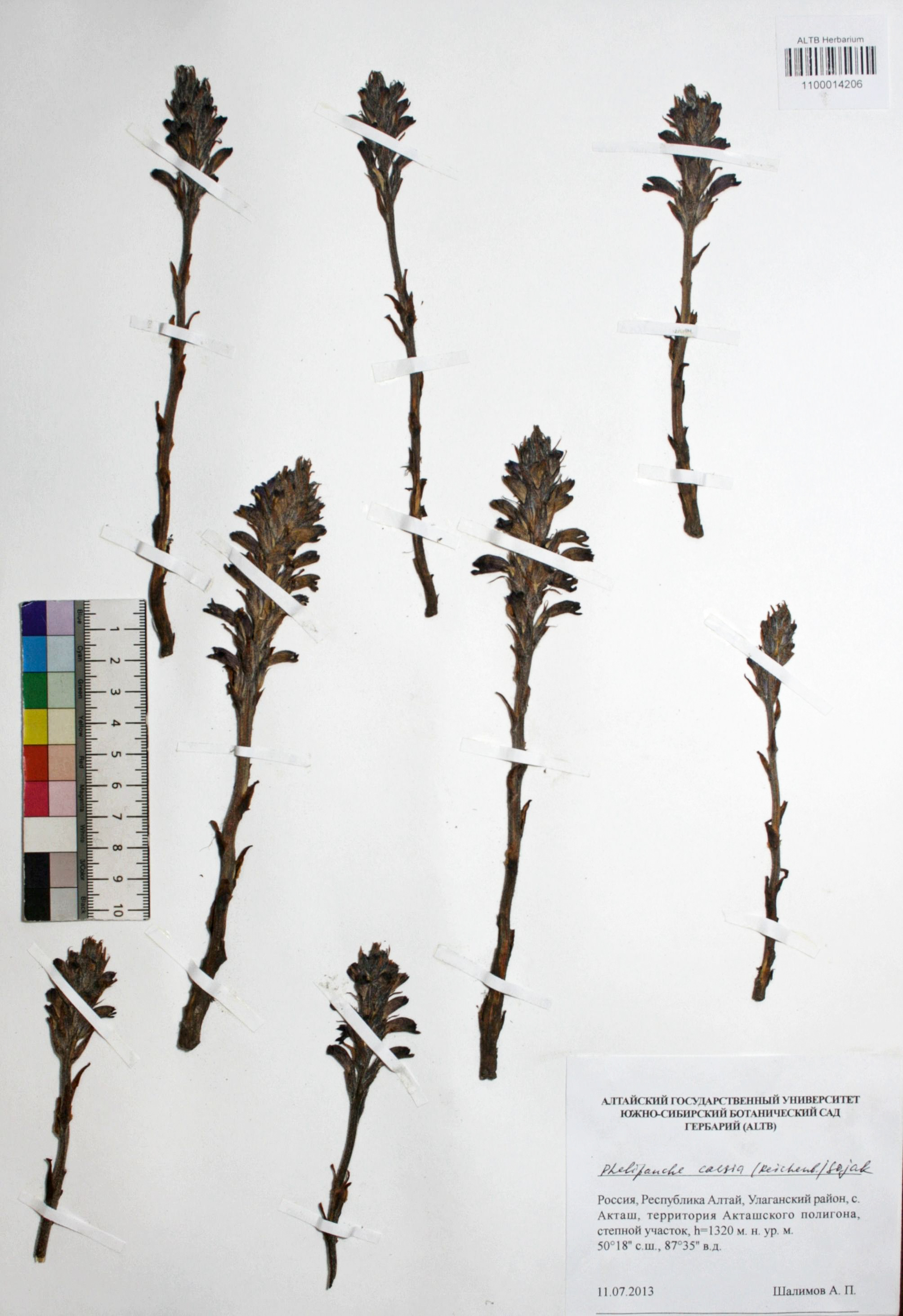 Phelipanche caesia (Rchb.) Soják