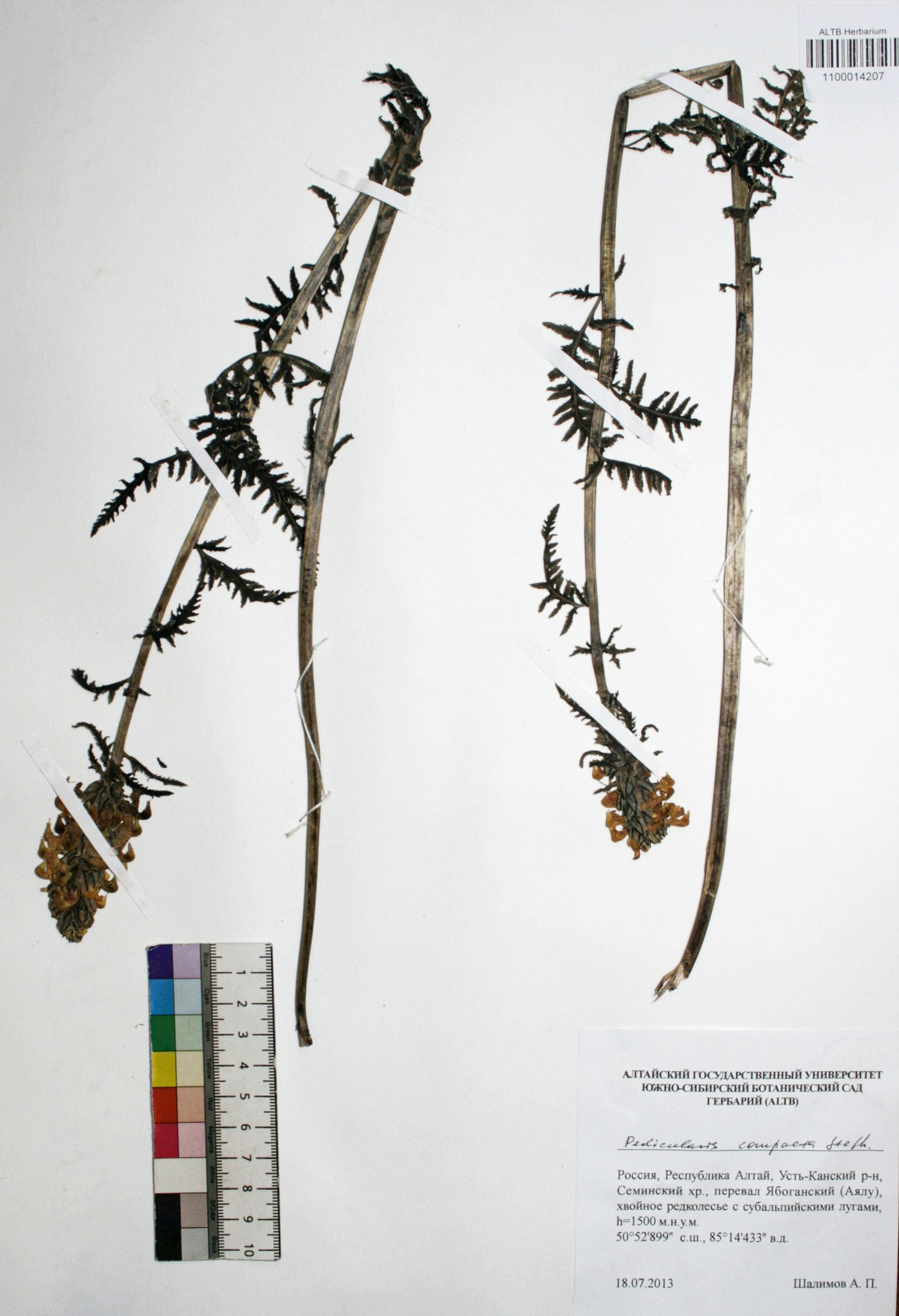 Pedicularis compacta Stephan