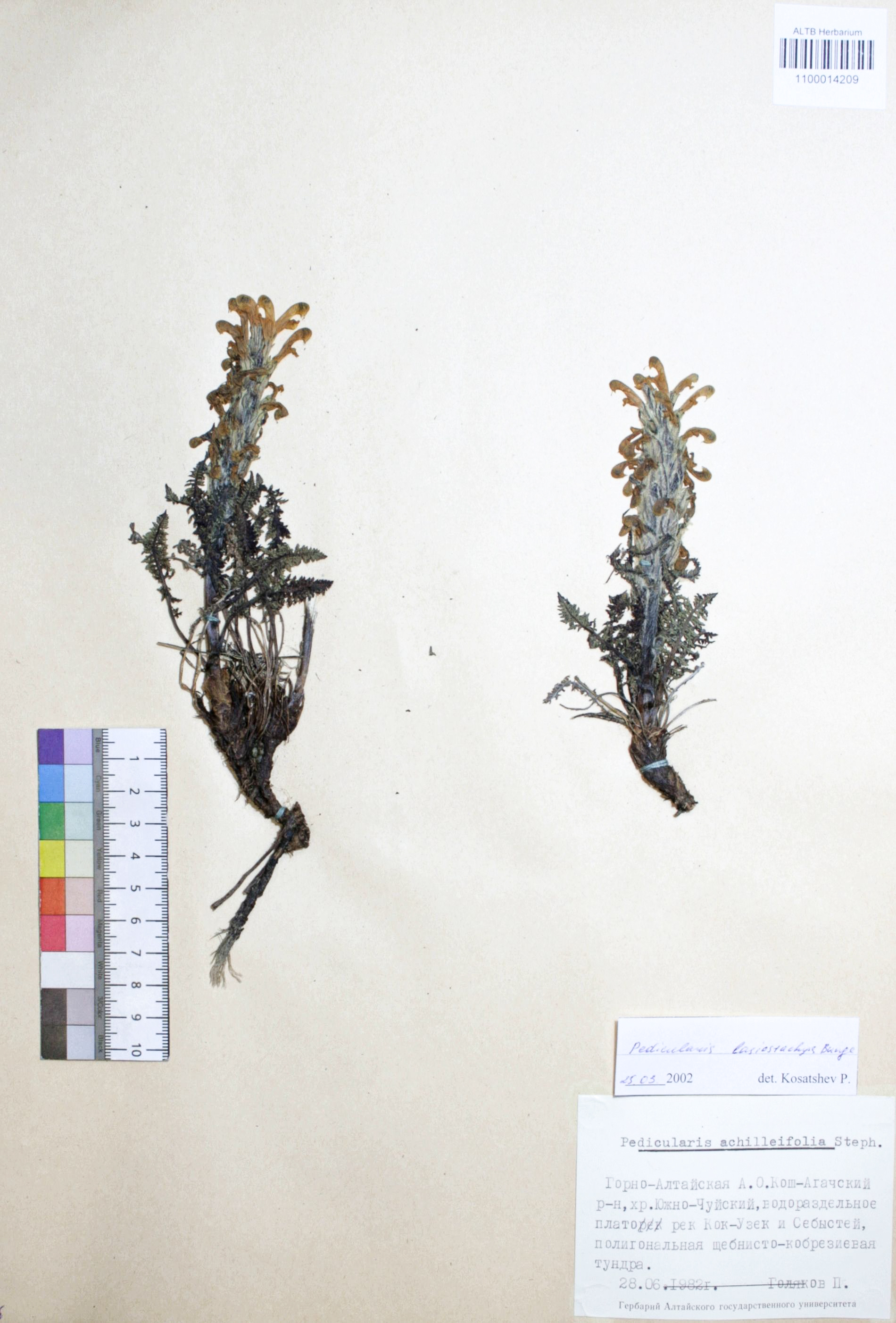 Pedicularis lasiostachys Bunge