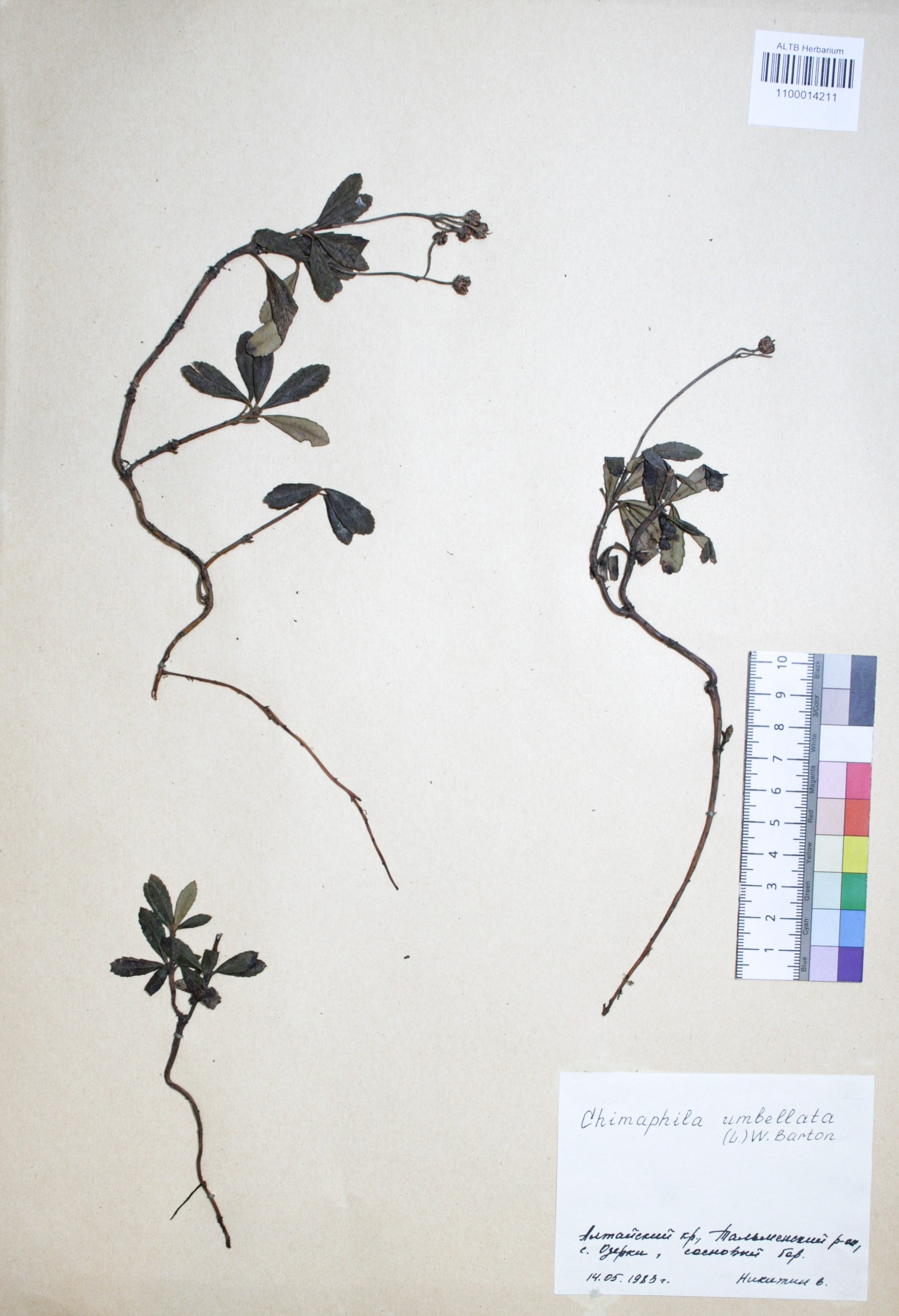 Chimaphila umbellata (L.) W.P.C. Barton