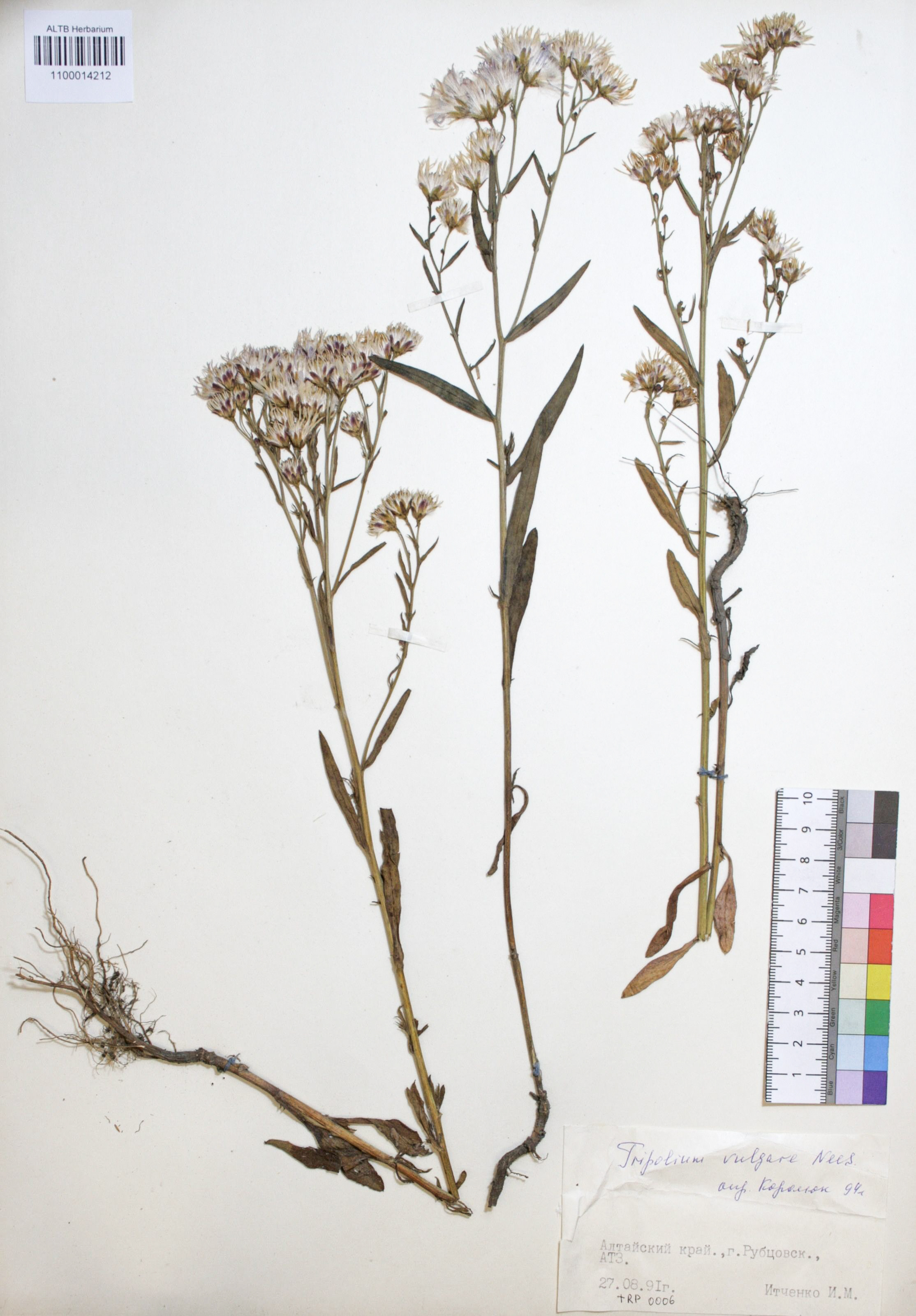 Tripolium vulgare Nees. 