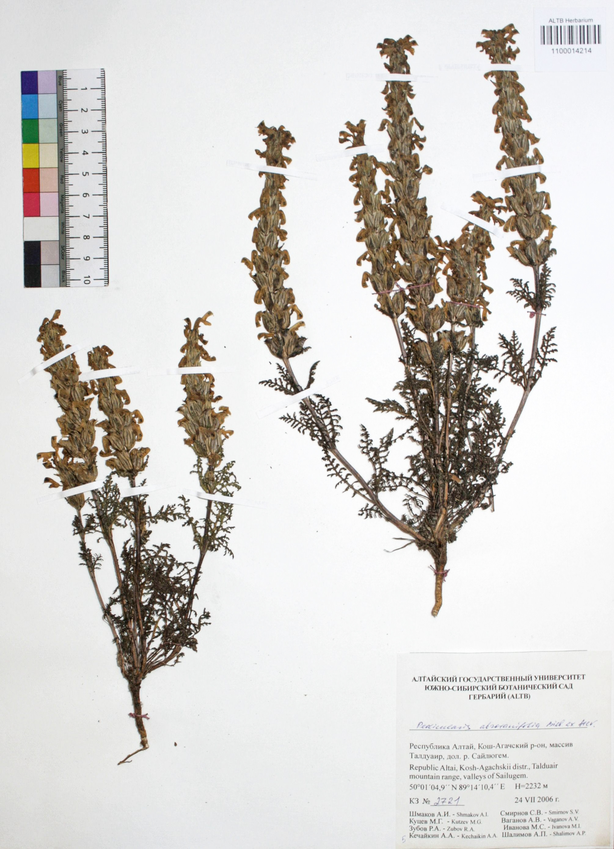 Pedicularis abrotanifolia Bieb. ex Steven