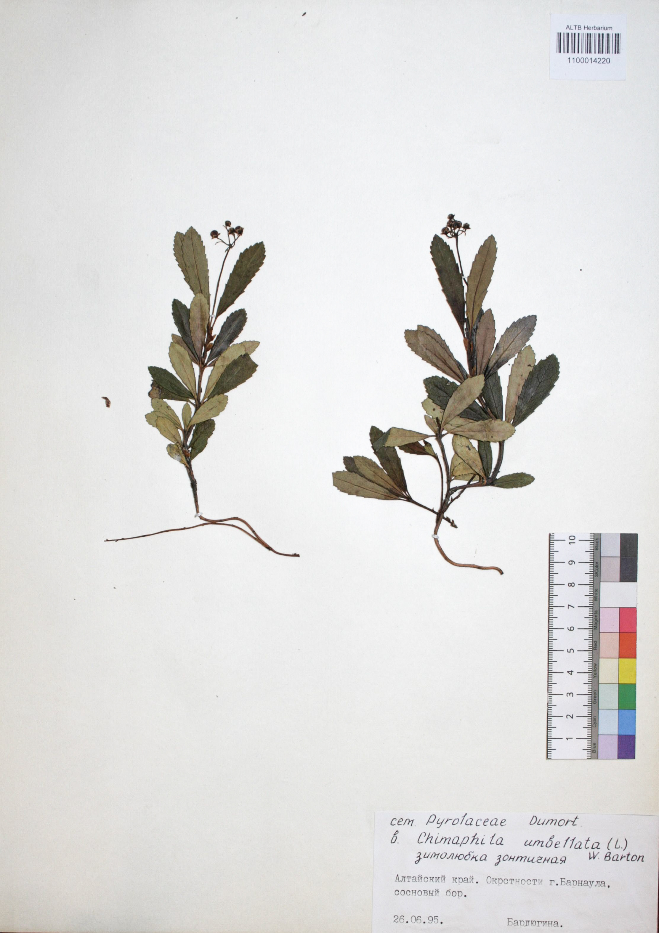 Chimaphila umbellata (L.) W.P.C. Barton