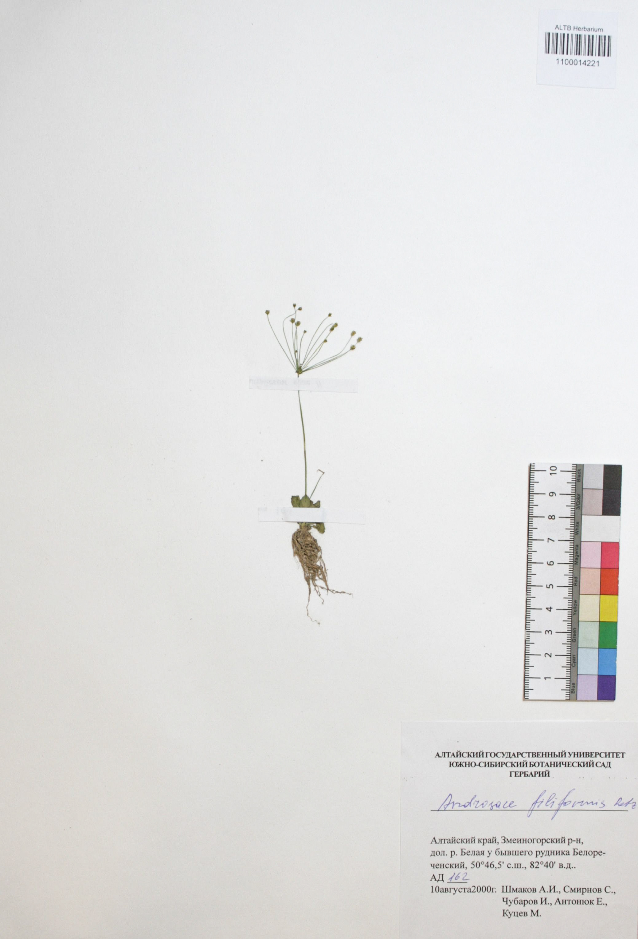 Androsace filiformis Retz.