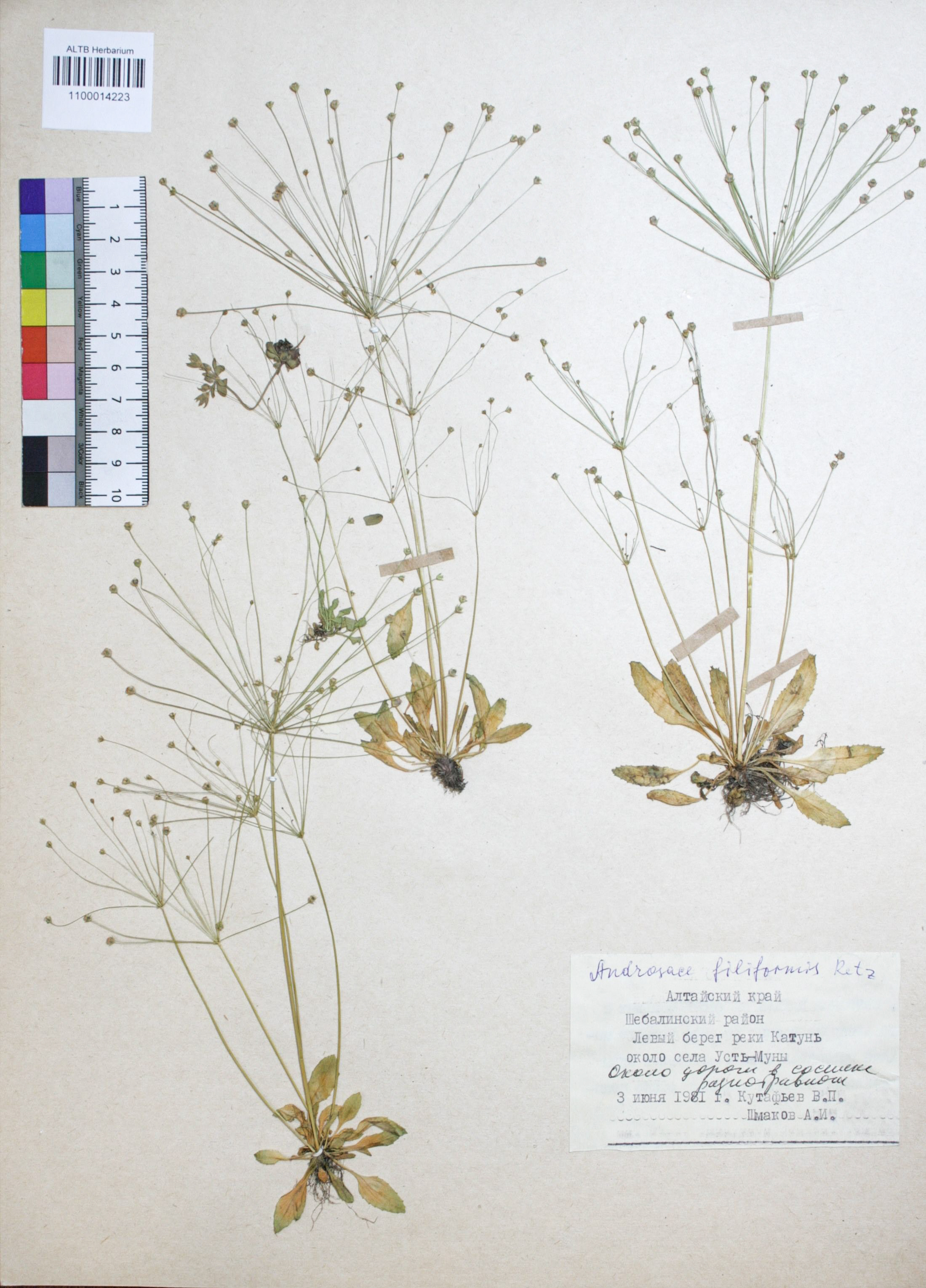 Androsace filiformis Retz.