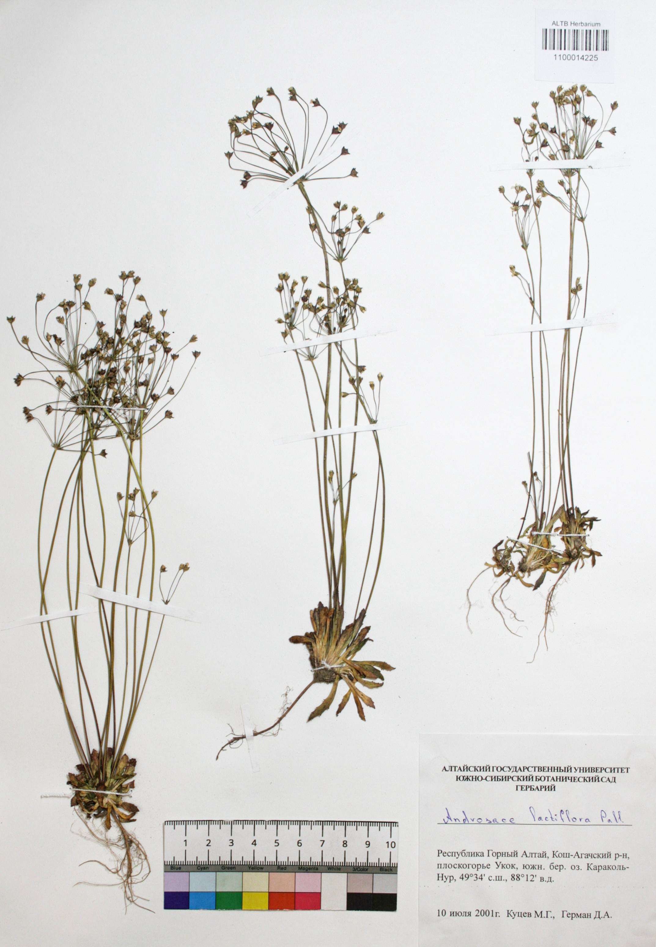 Androsace lactiflora Fisch. ex Willd.