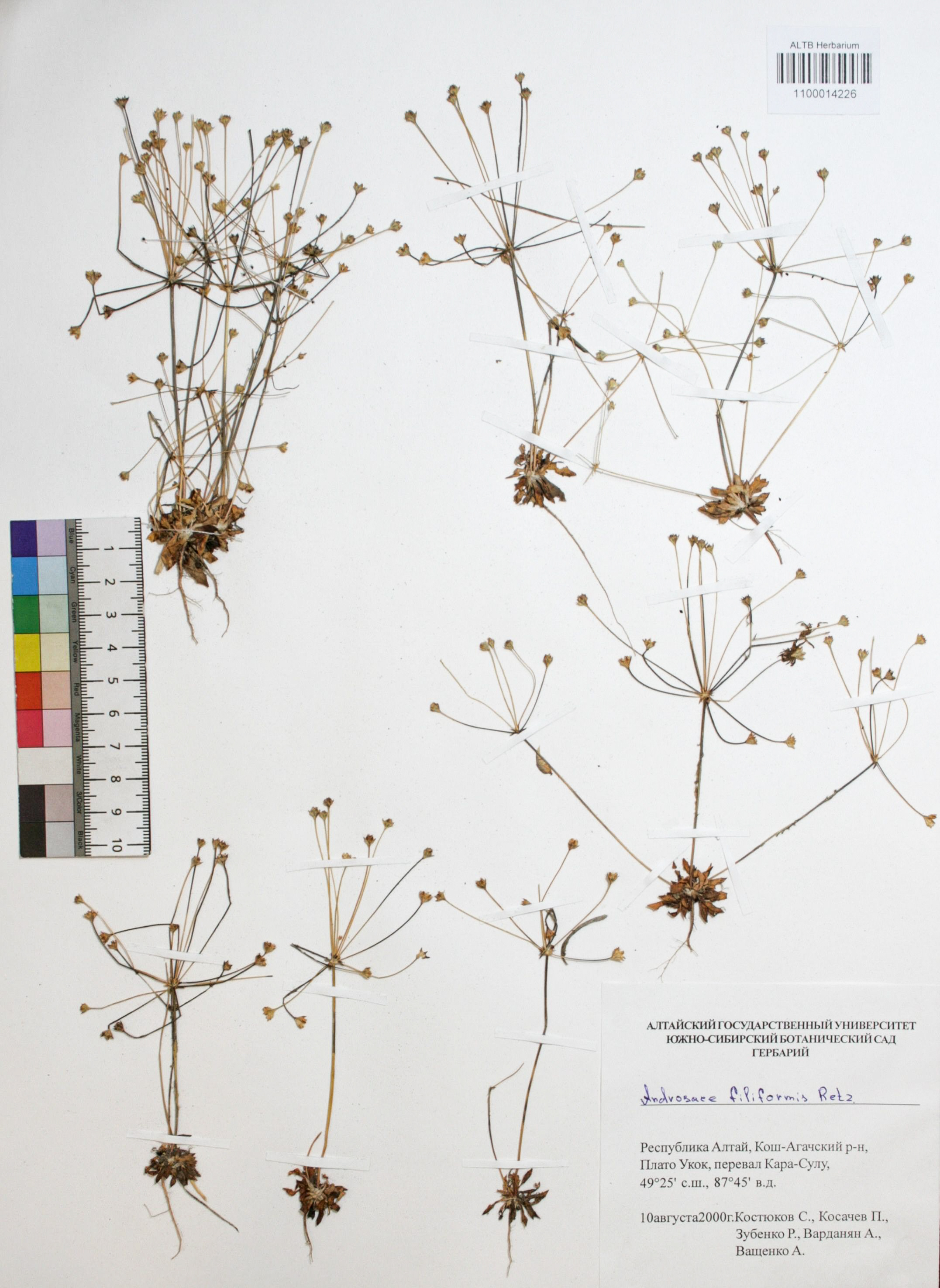 Androsace filiformis Retz.