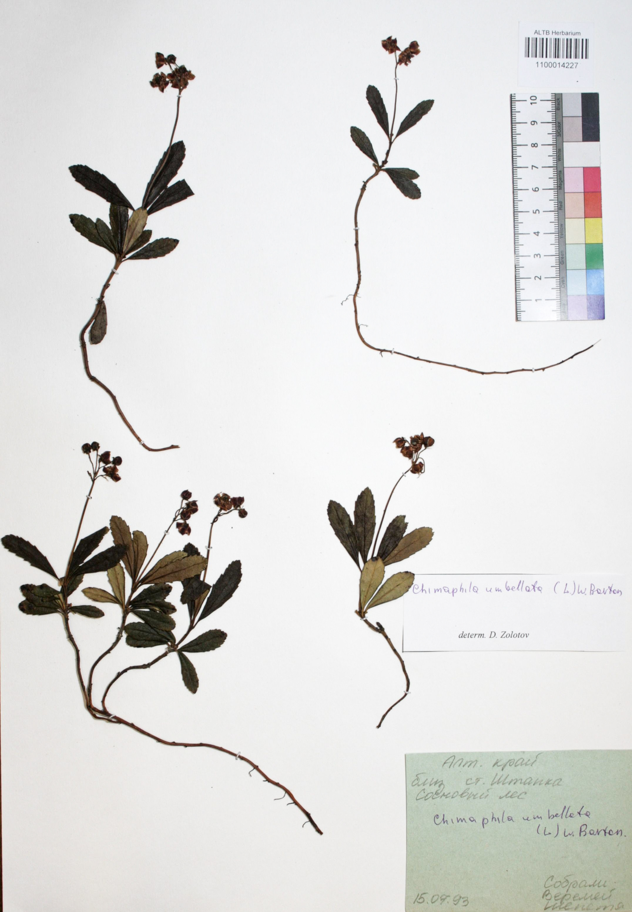Chimaphila umbellata (L.) W.P.C. Barton