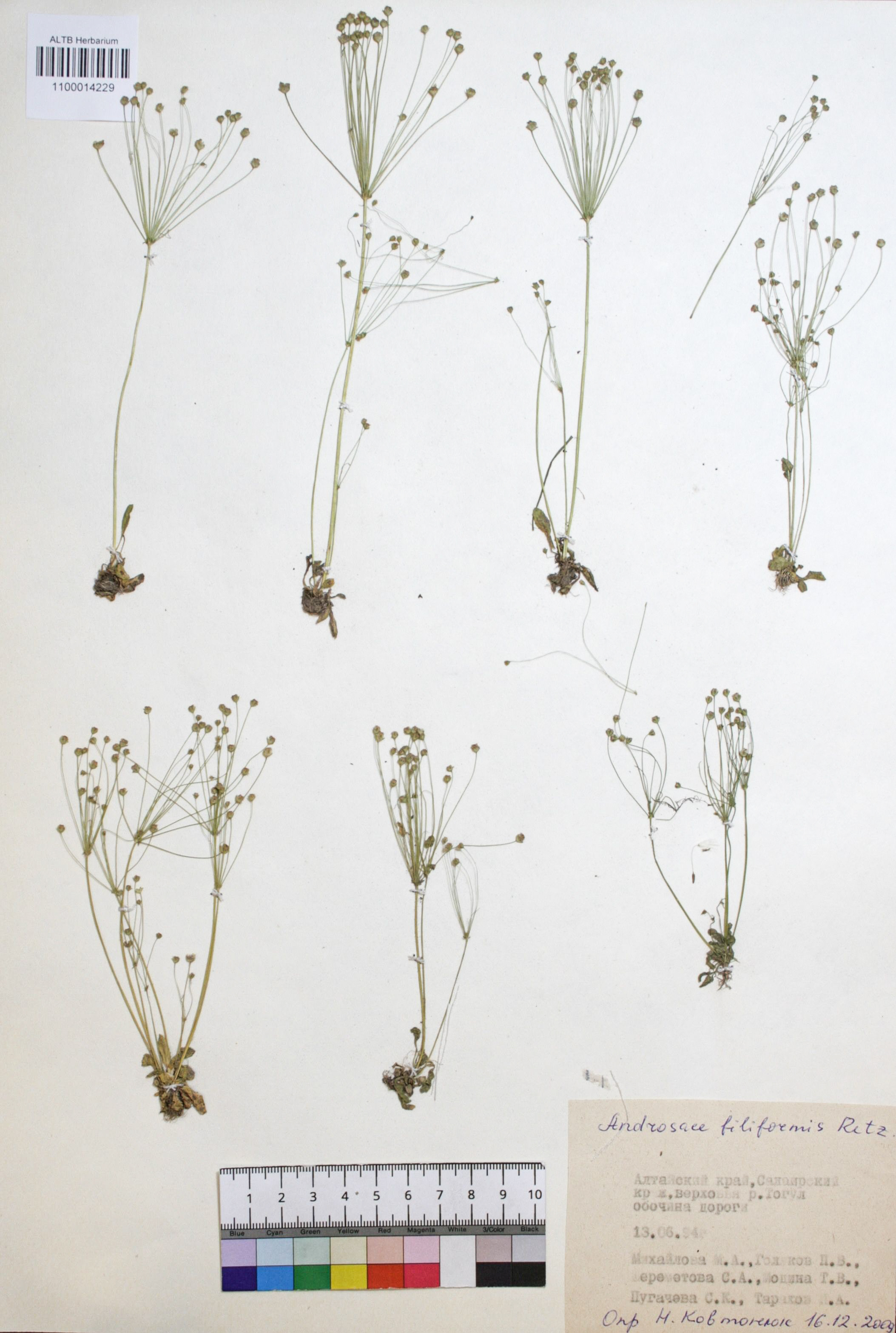 Androsace filiformis Retz.