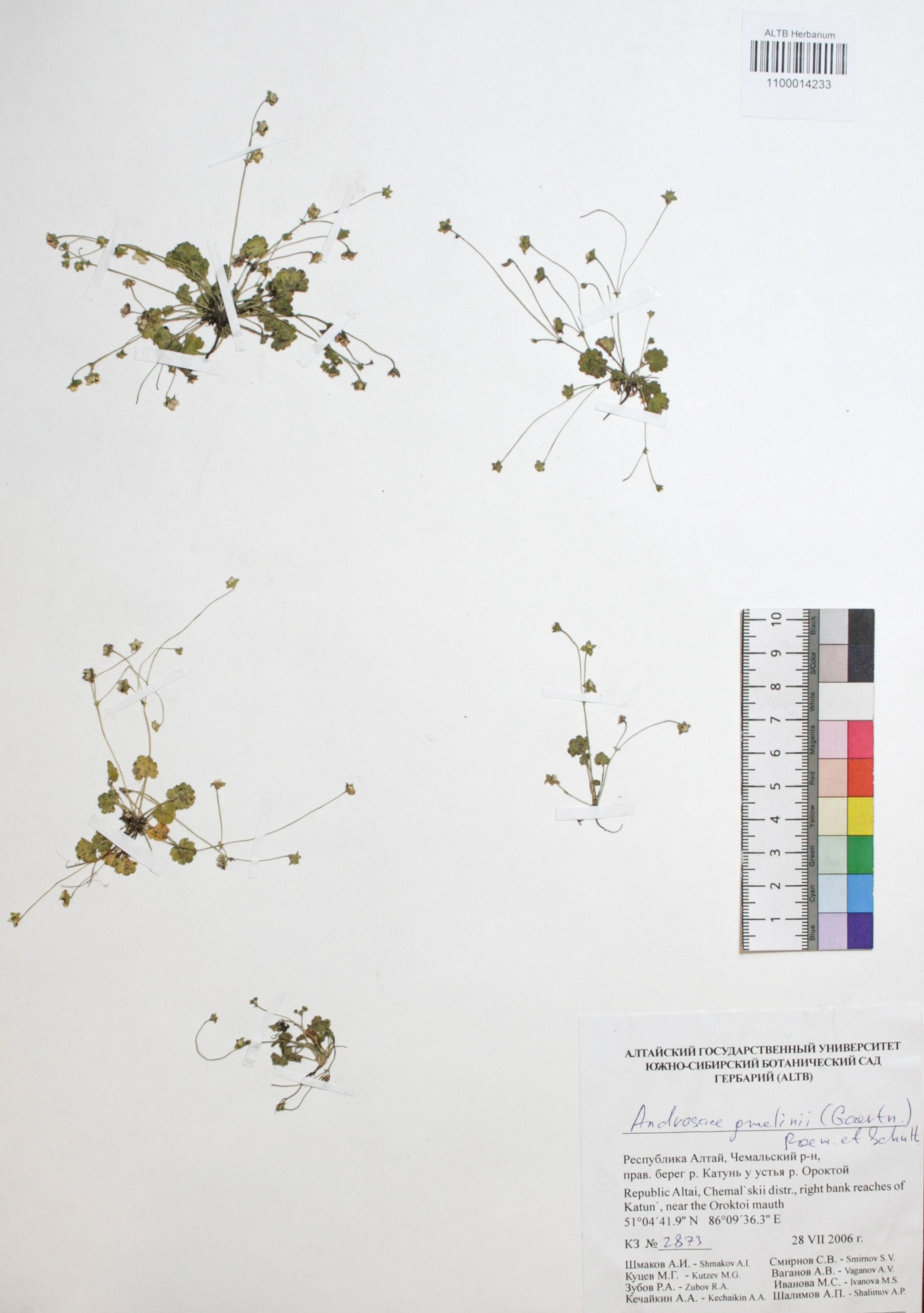 Androsace gmelinii (Gaertn.) Roem. & Schult.