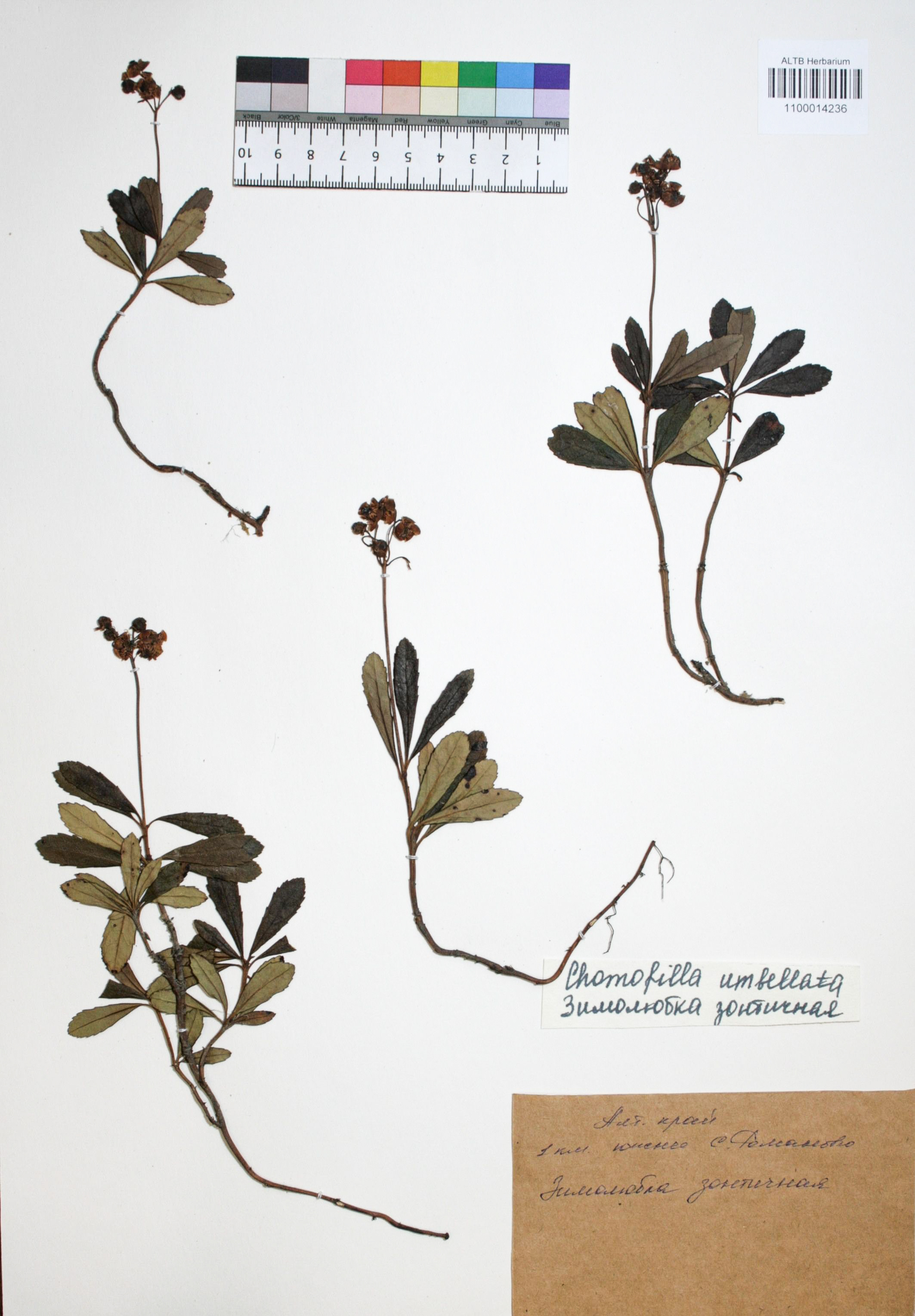 Chimaphila umbellata (L.) W.P.C. Barton
