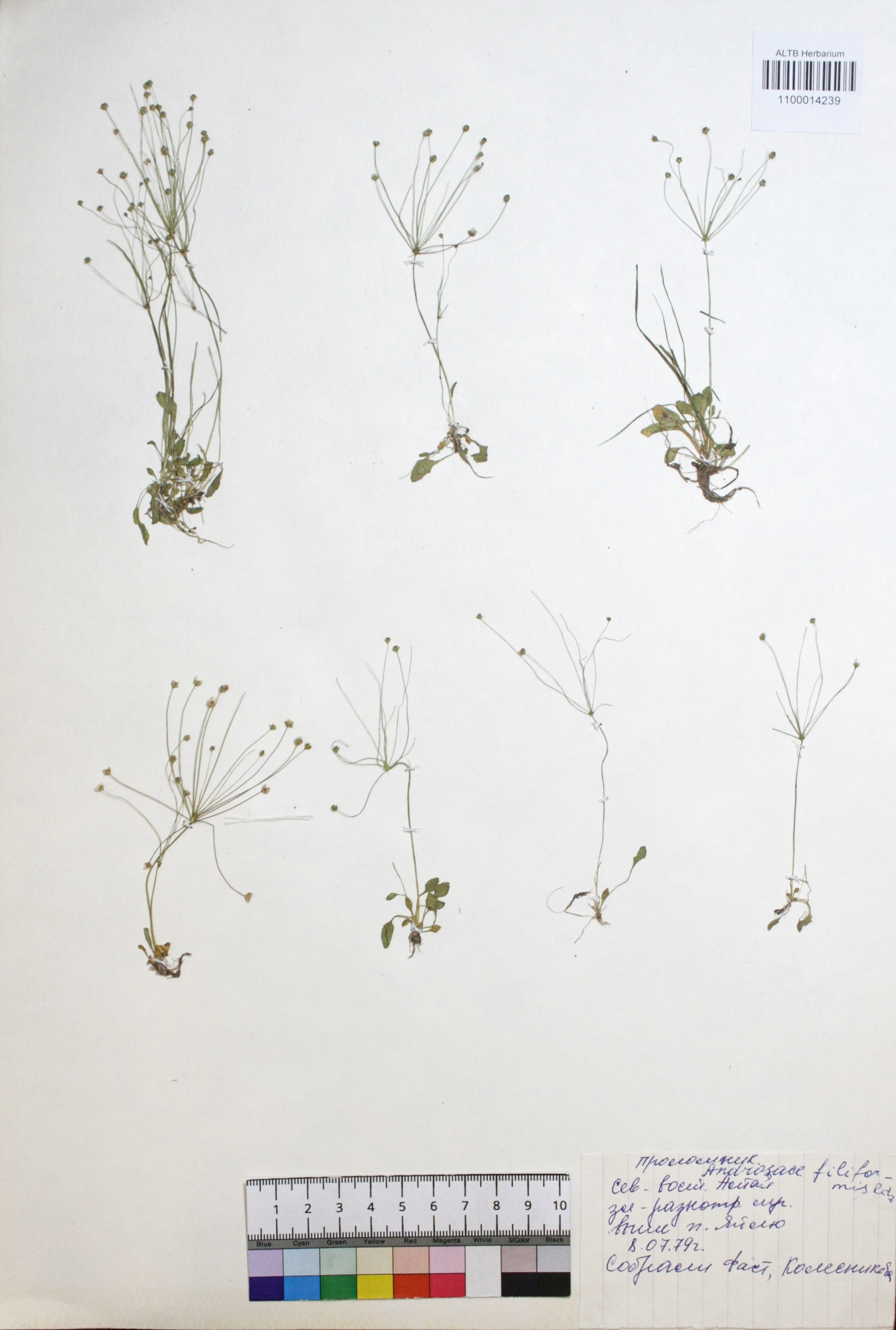 Androsace filiformis Retz.