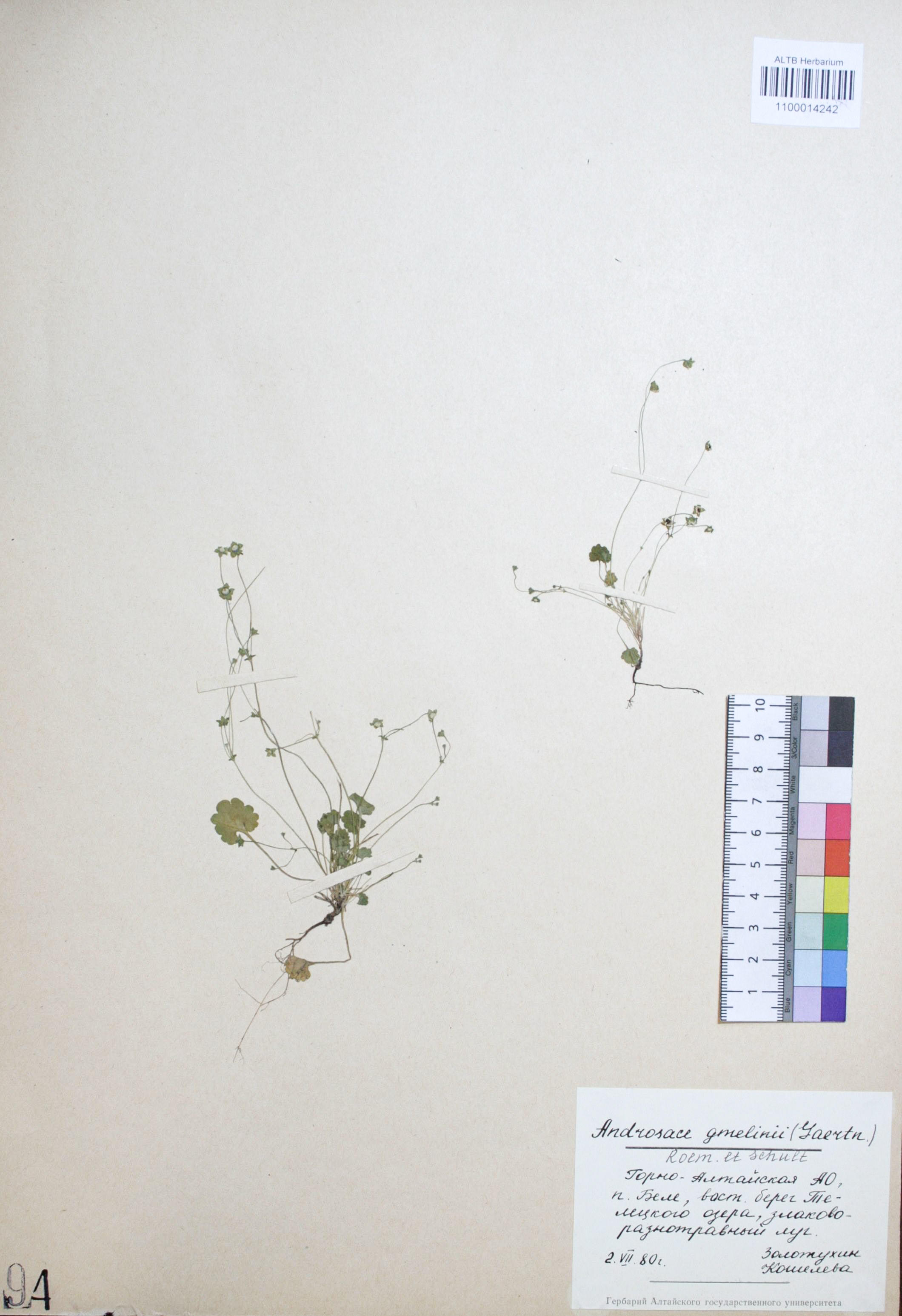 Androsace gmelinii (Gaertn.) Roem. & Schult.