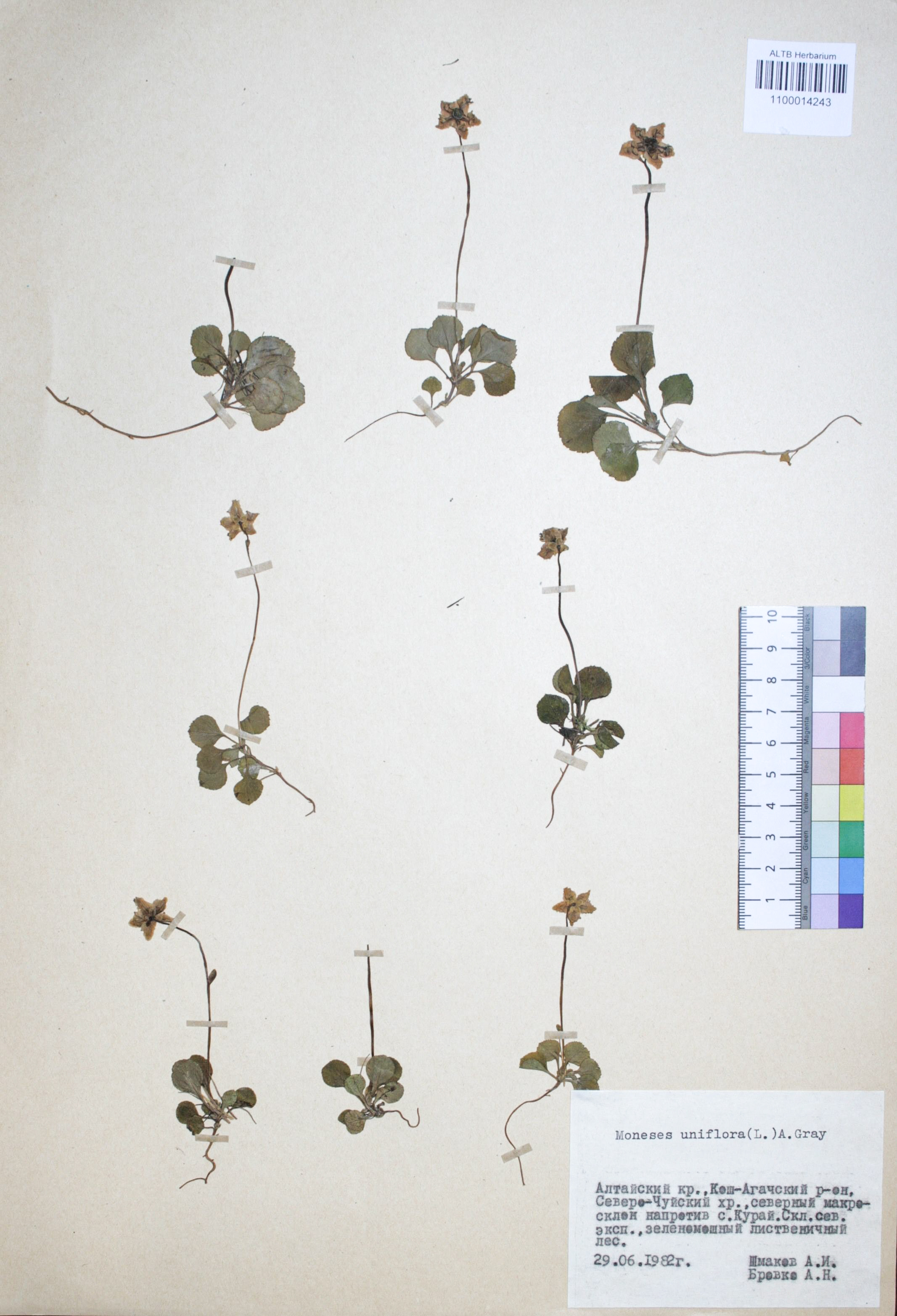 Moneses uniflora (L.) A. Gray