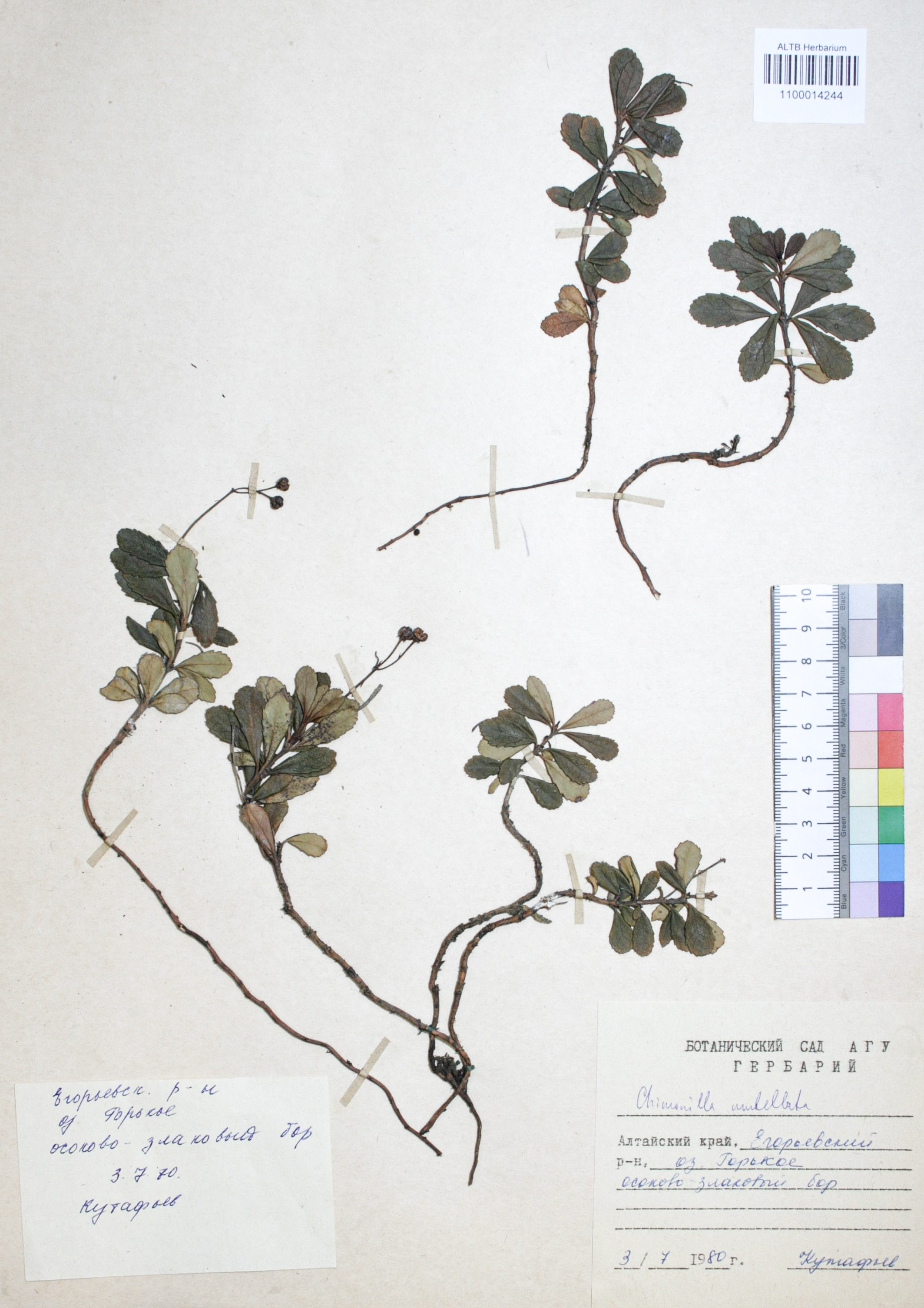 Chimaphila umbellata (L.) W.P.C. Barton