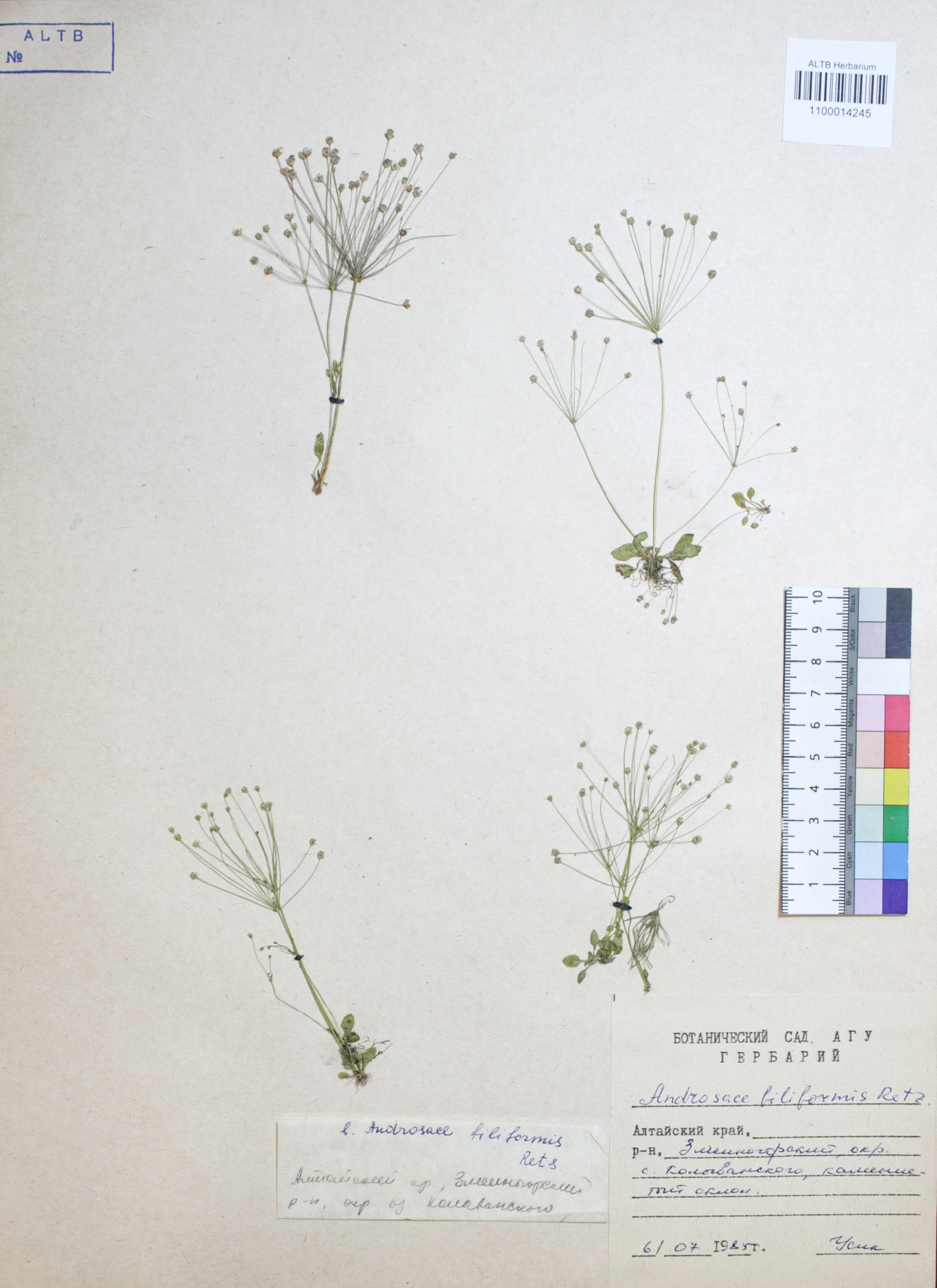 Androsace filiformis Retz.