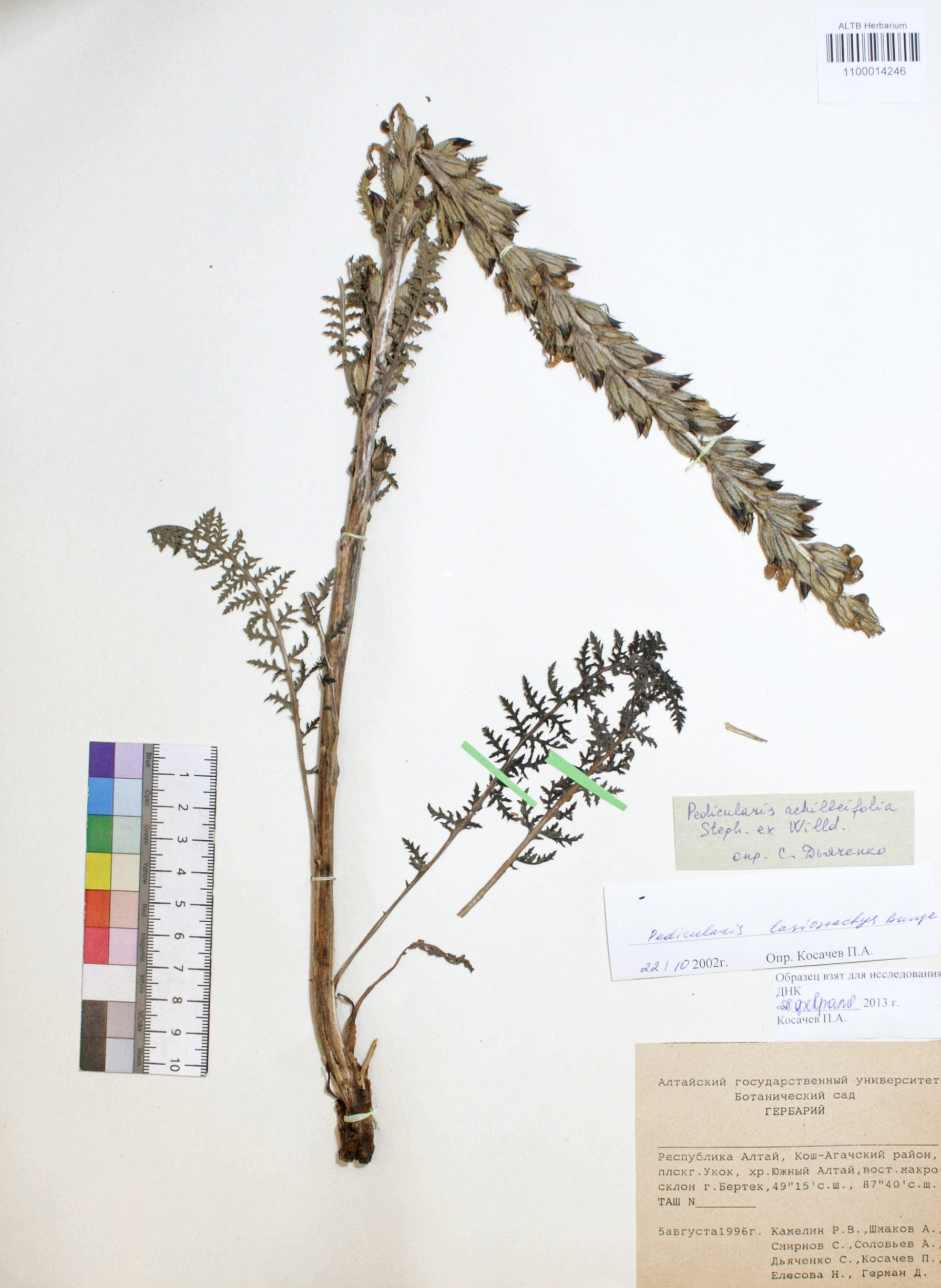 Pedicularis lasiostachys Bunge