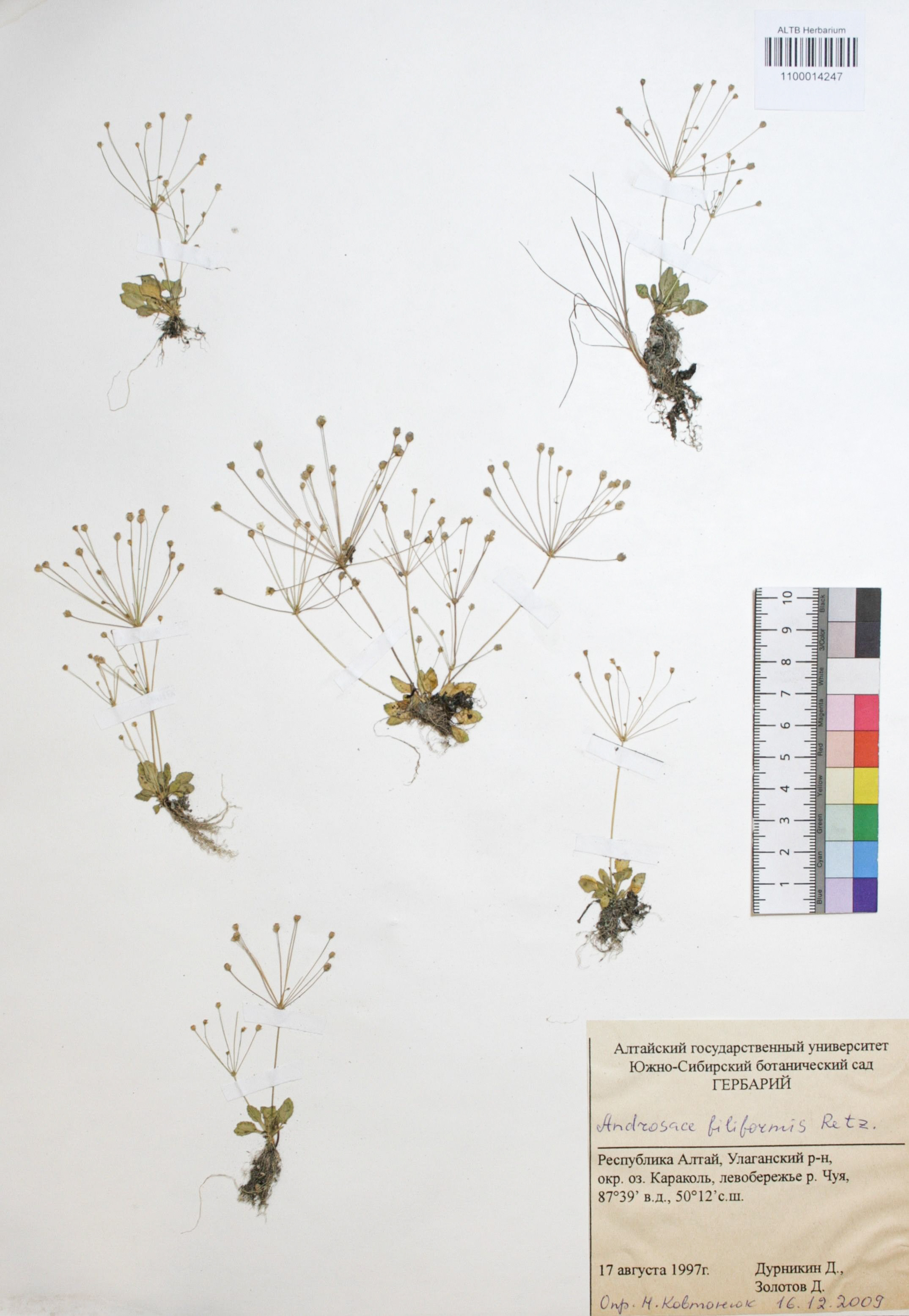 Androsace filiformis Retz.