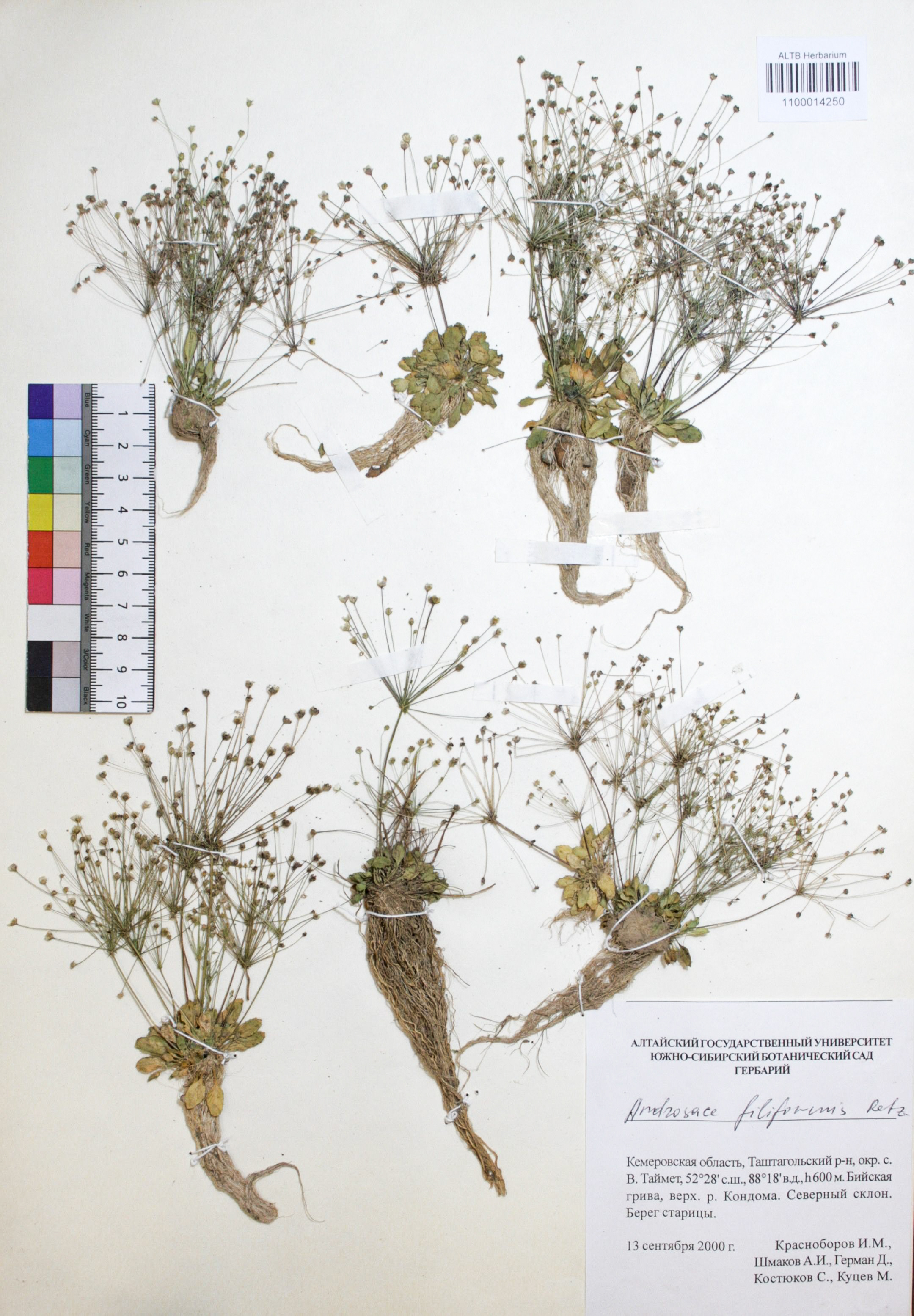 Androsace filiformis Retz.