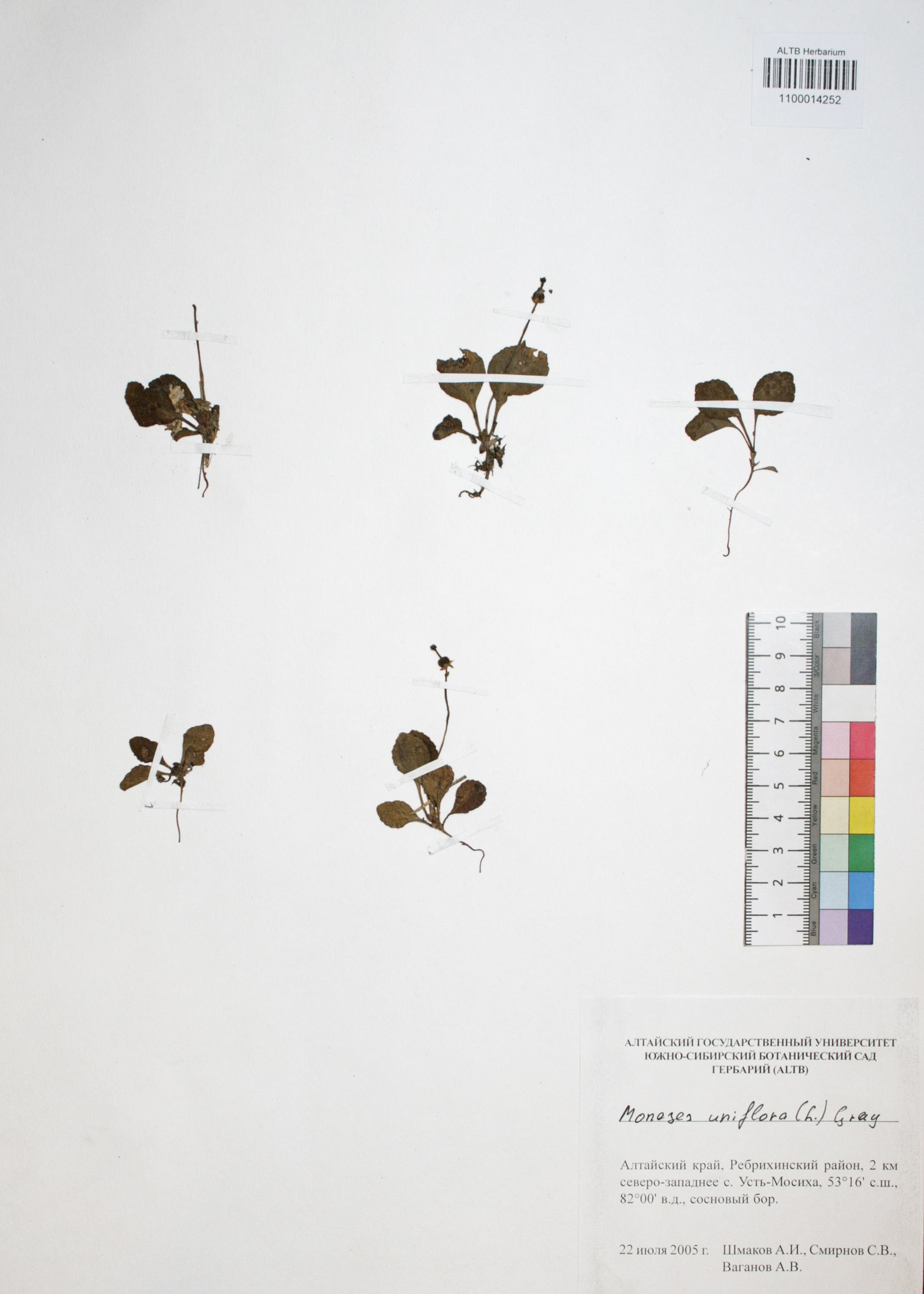 Moneses uniflora (L.) A. Gray