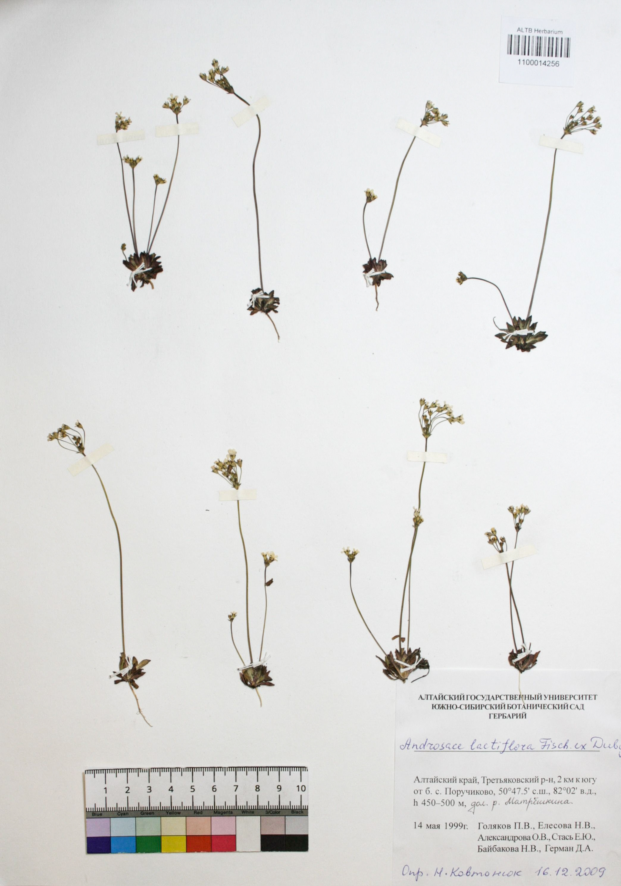 Androsace lactiflora Fisch. ex Willd.