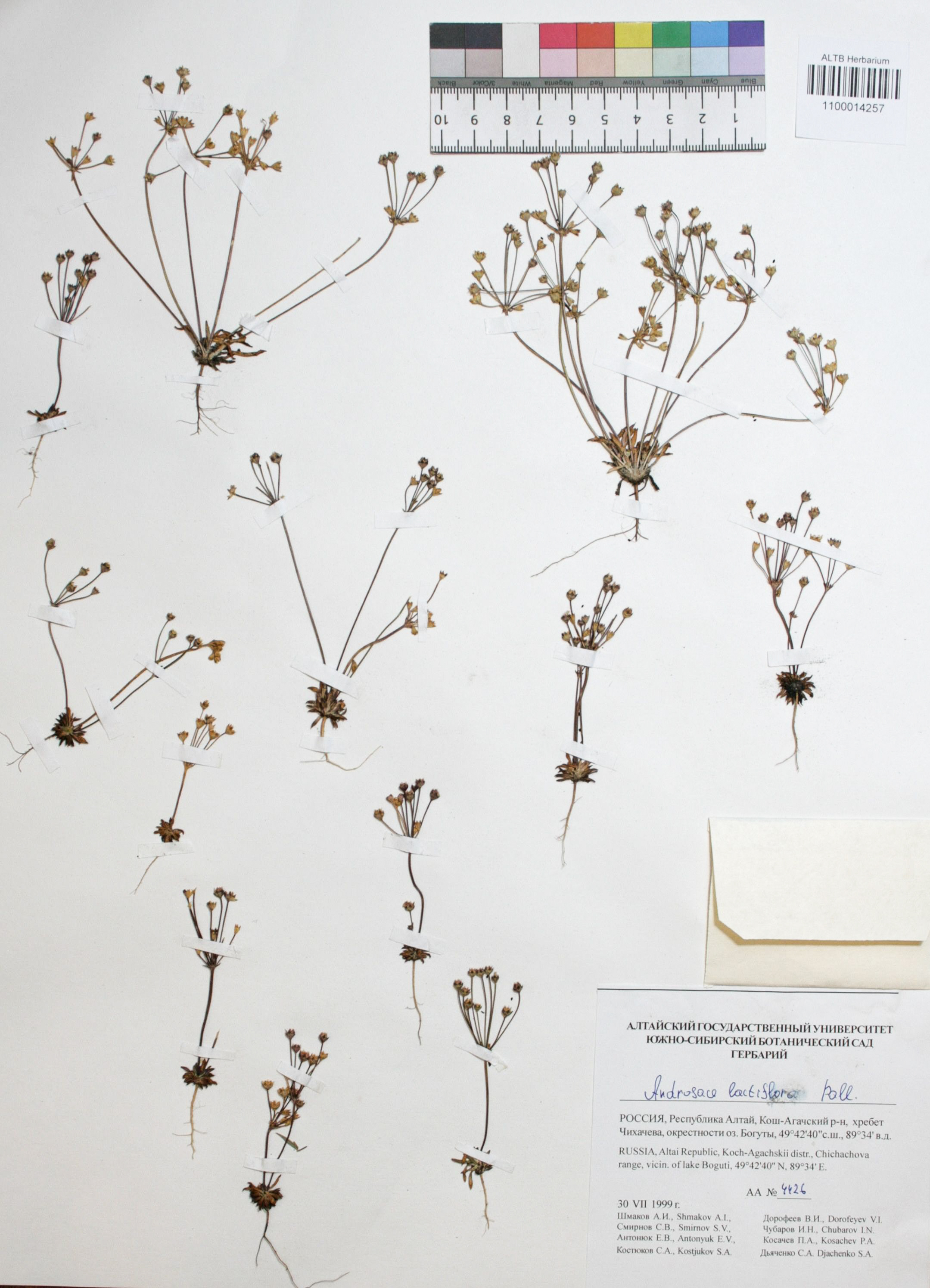 Androsace lactiflora Fisch. ex Willd.