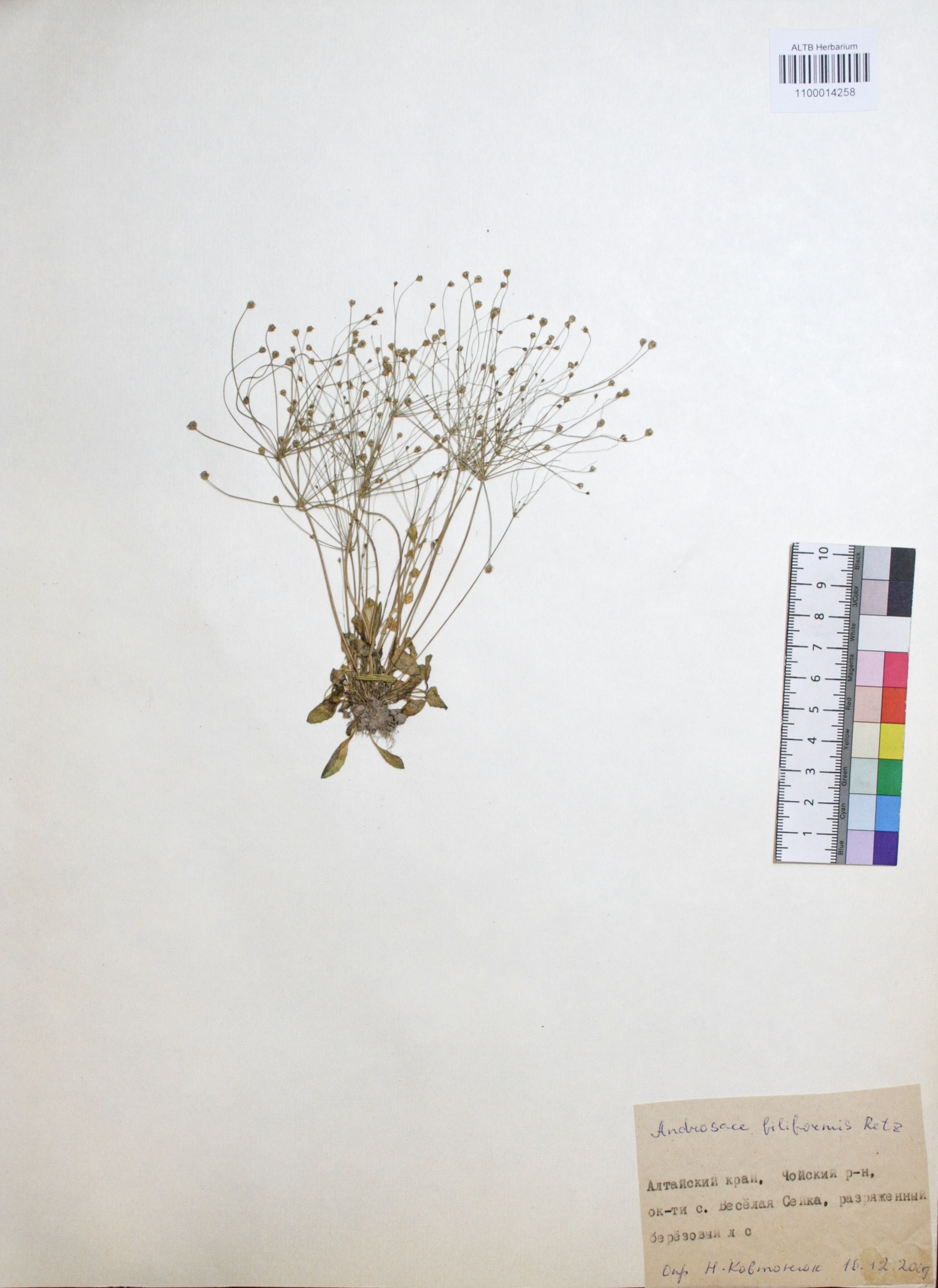 Androsace filiformis Retz.