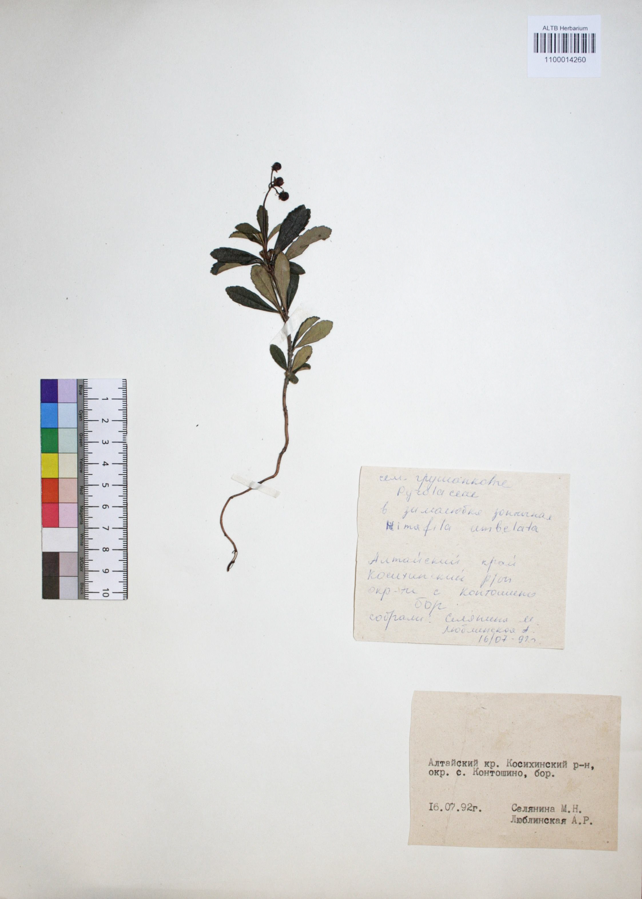 Chimaphila umbellata (L.) W.P.C. Barton