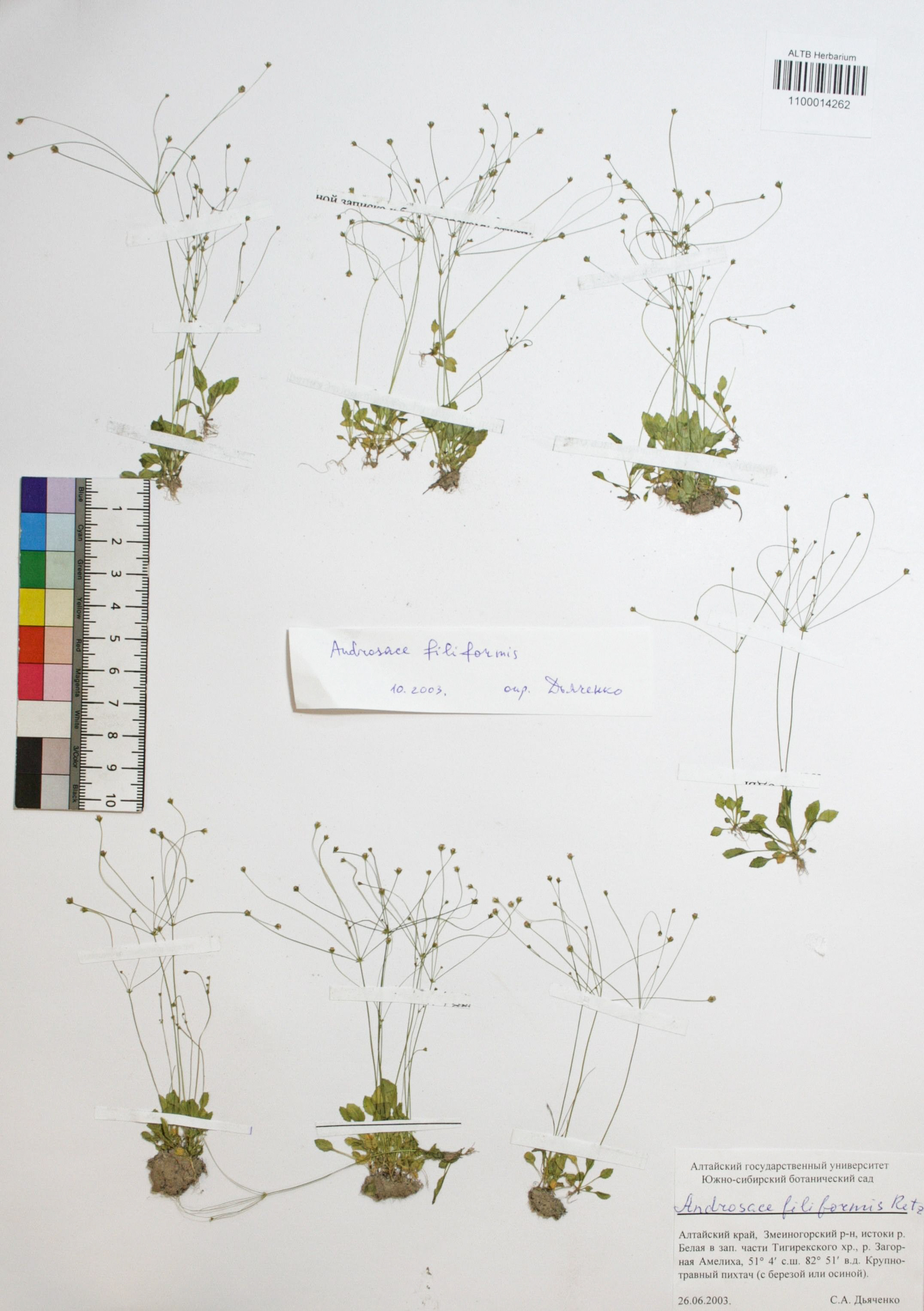 Androsace filiformis Retz.