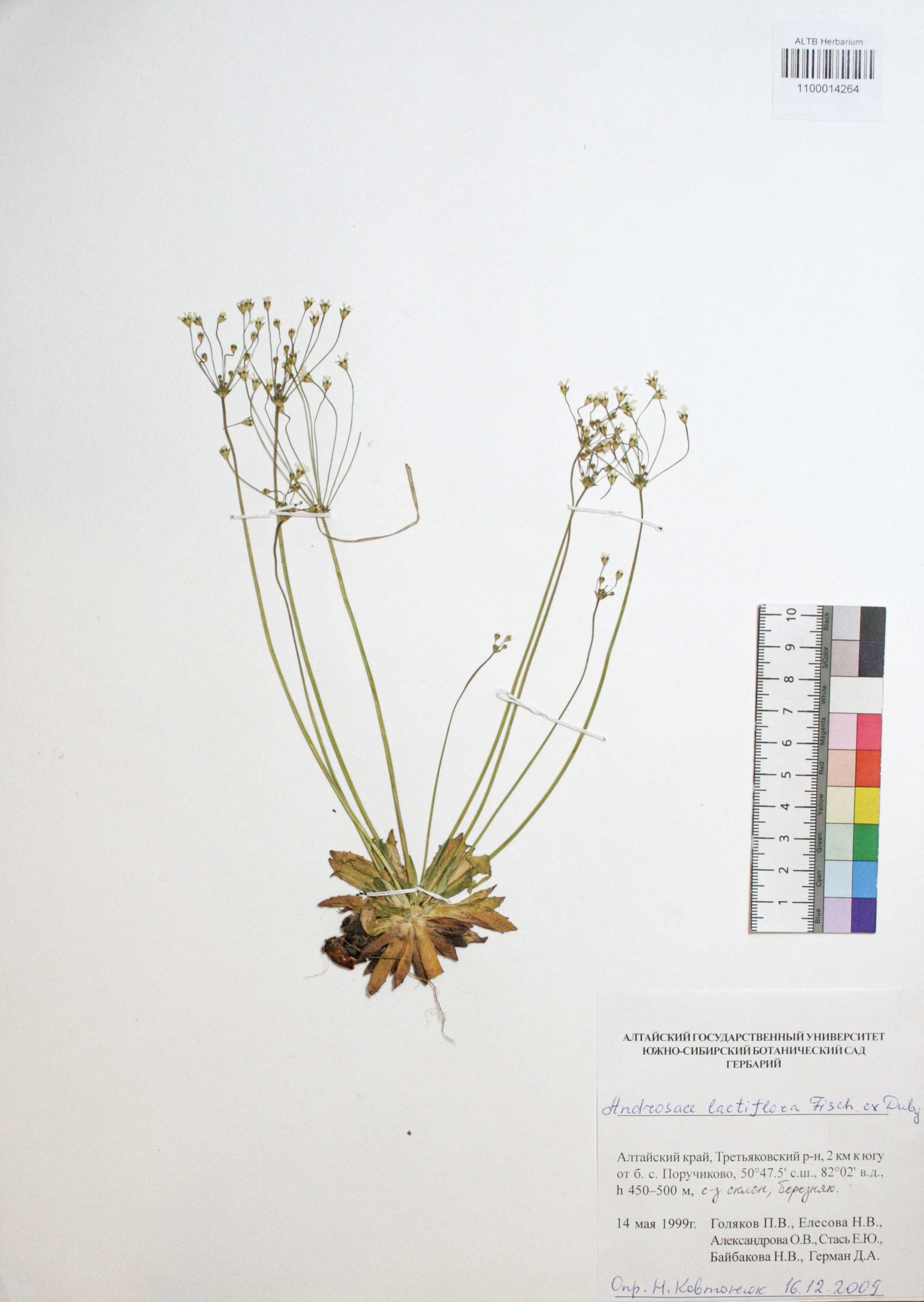 Androsace lactiflora Fisch. ex Willd.