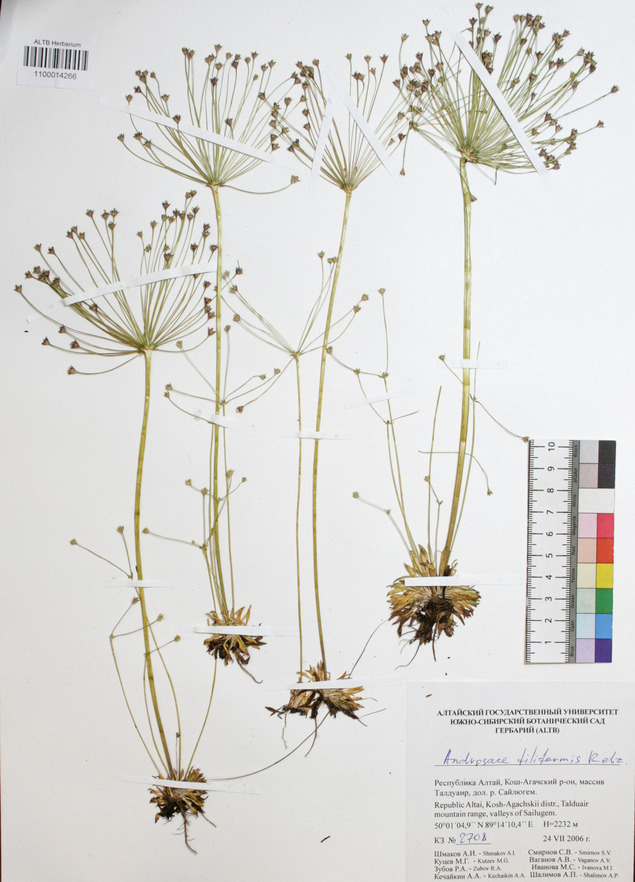 Androsace filiformis Retz.