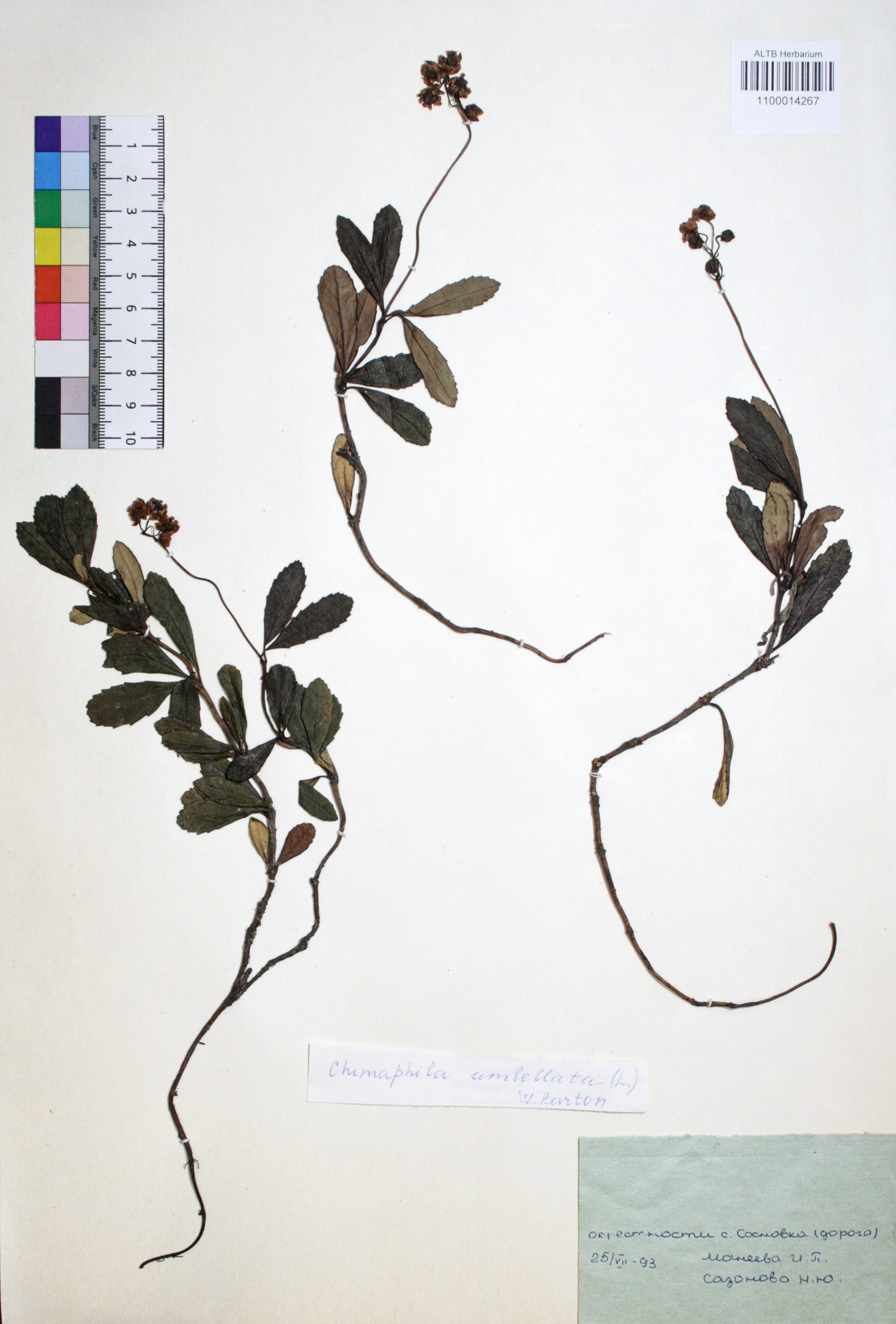 Chimaphila umbellata (L.) W.P.C. Barton