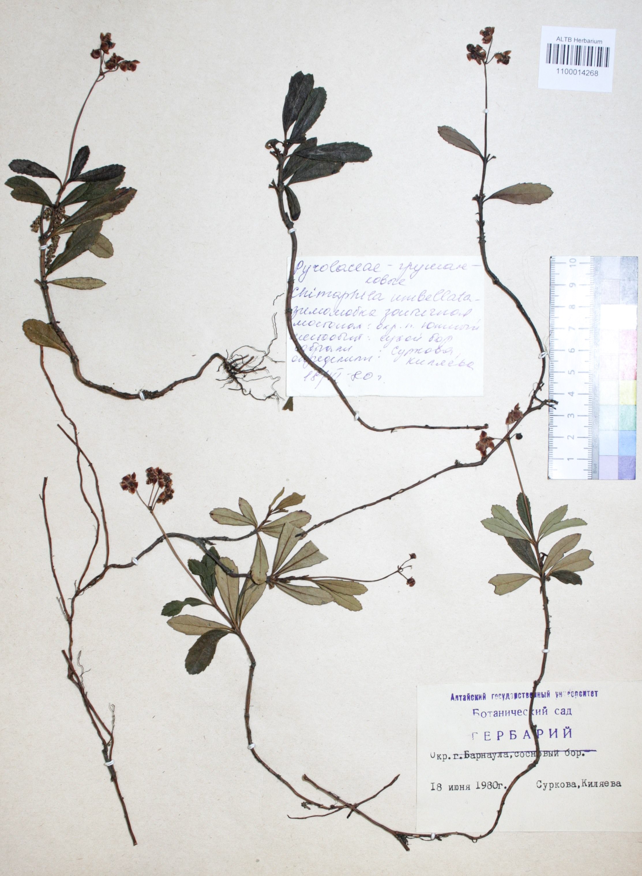 Chimaphila umbellata (L.) W.P.C. Barton