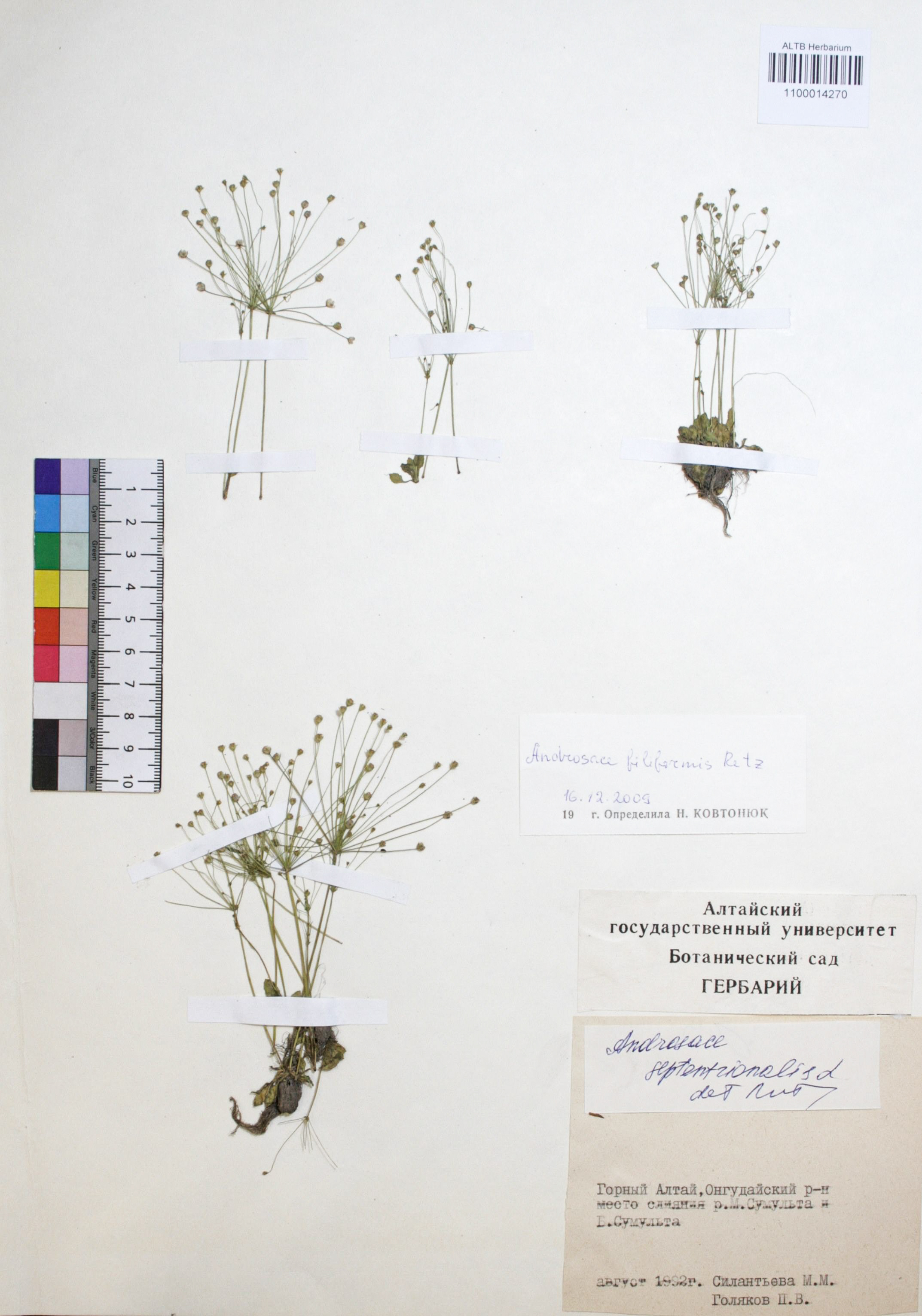 Androsace filiformis Retz.