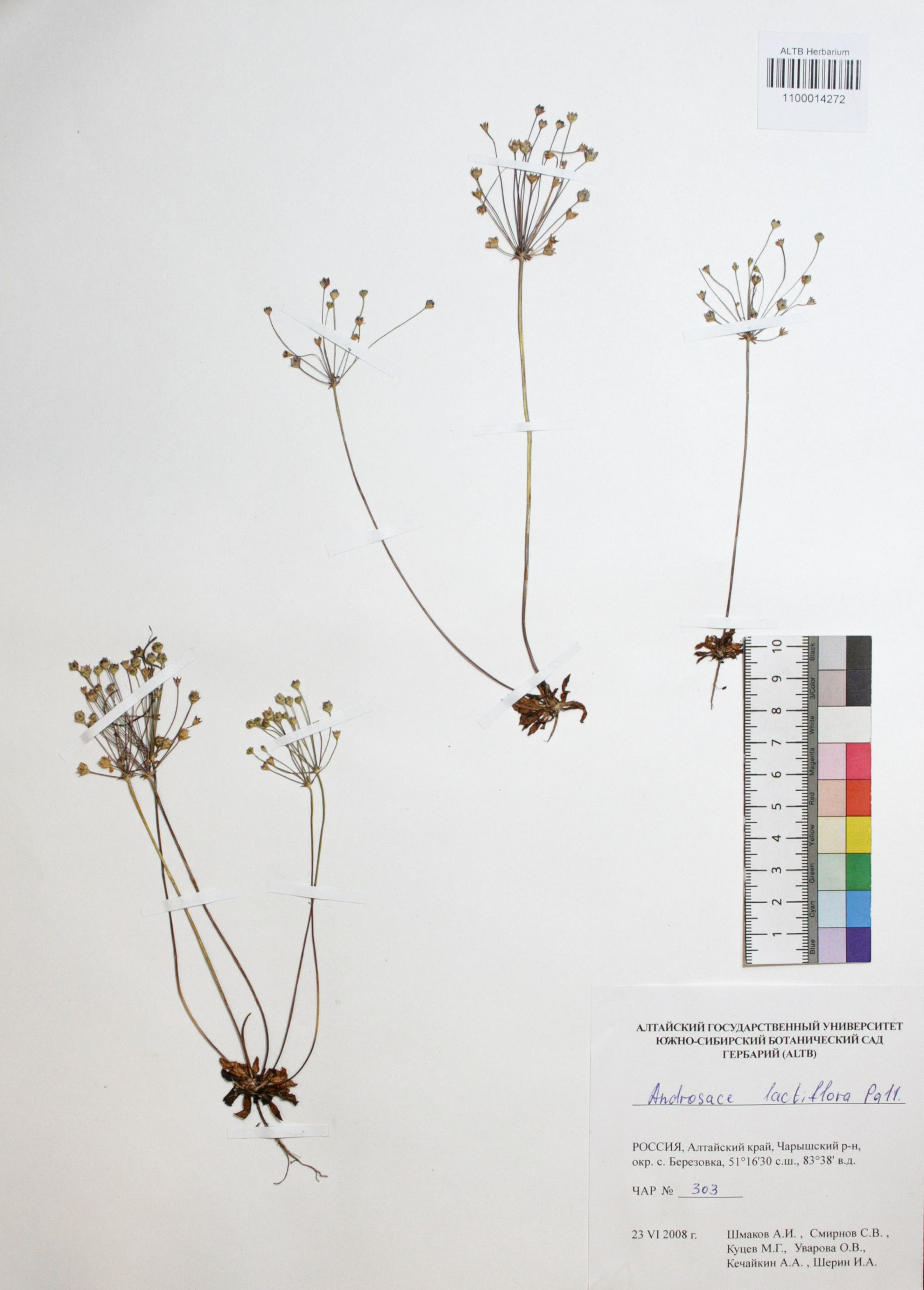 Androsace lactiflora Fisch. ex Willd.