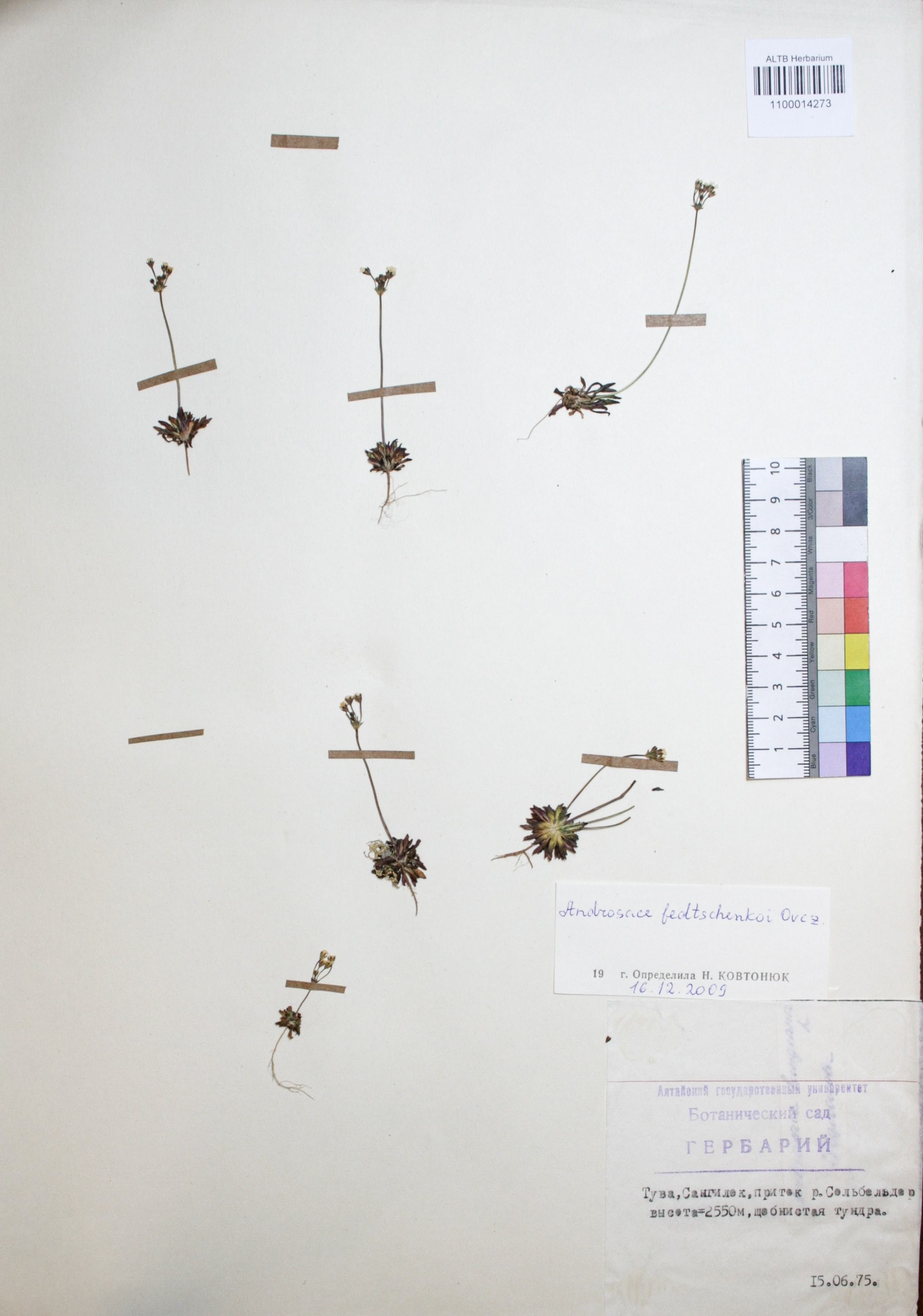 Androsace fedtschenkoi Ovcz.