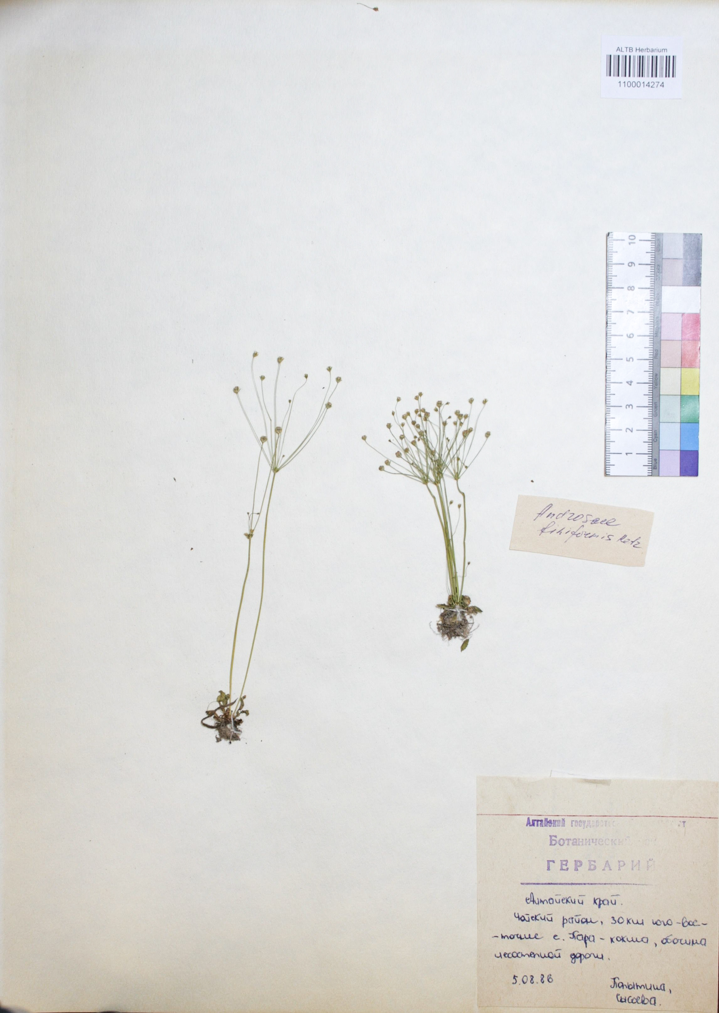 Androsace filiformis Retz.