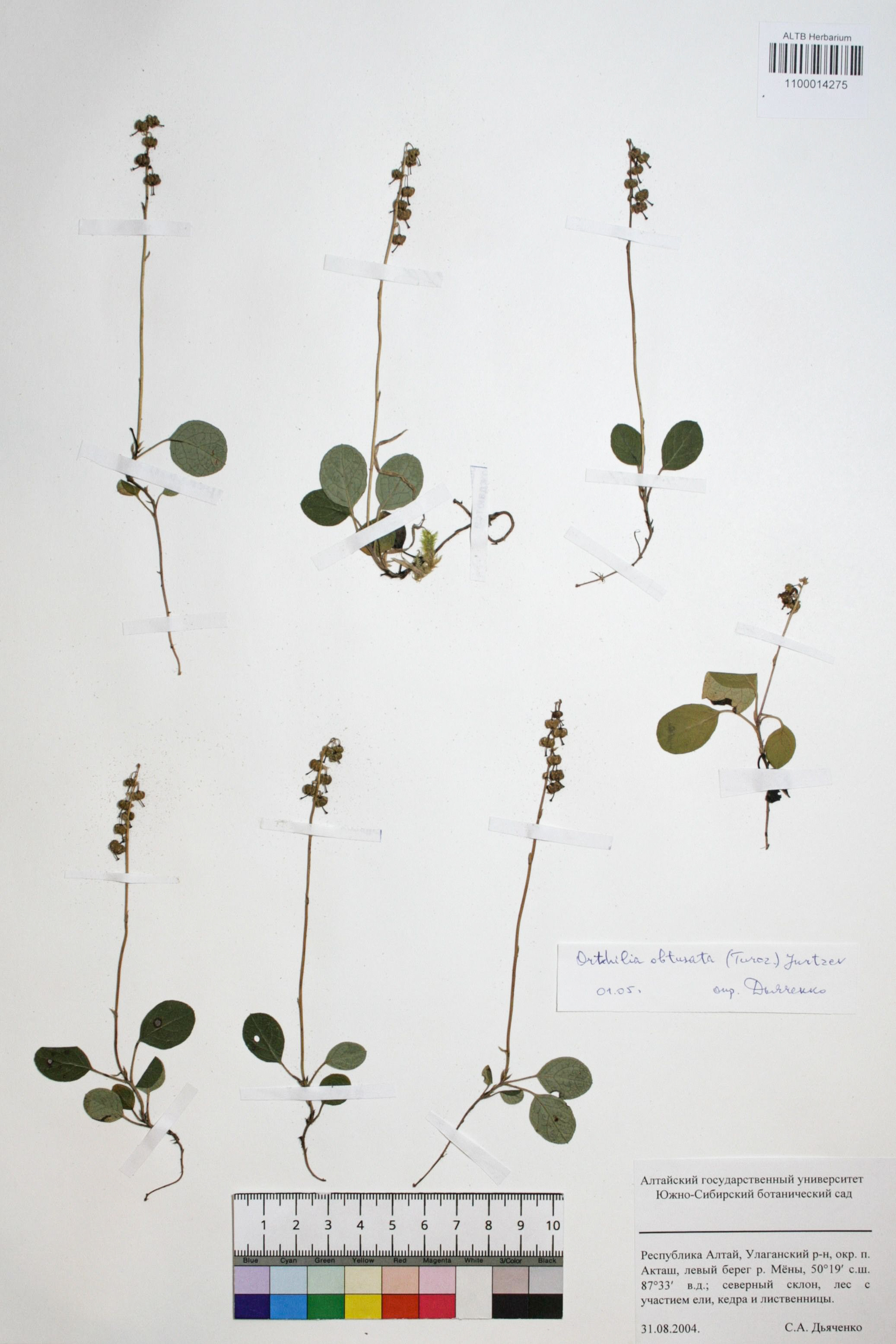 Orthilia obtusata (Turcz.) Jurtzev