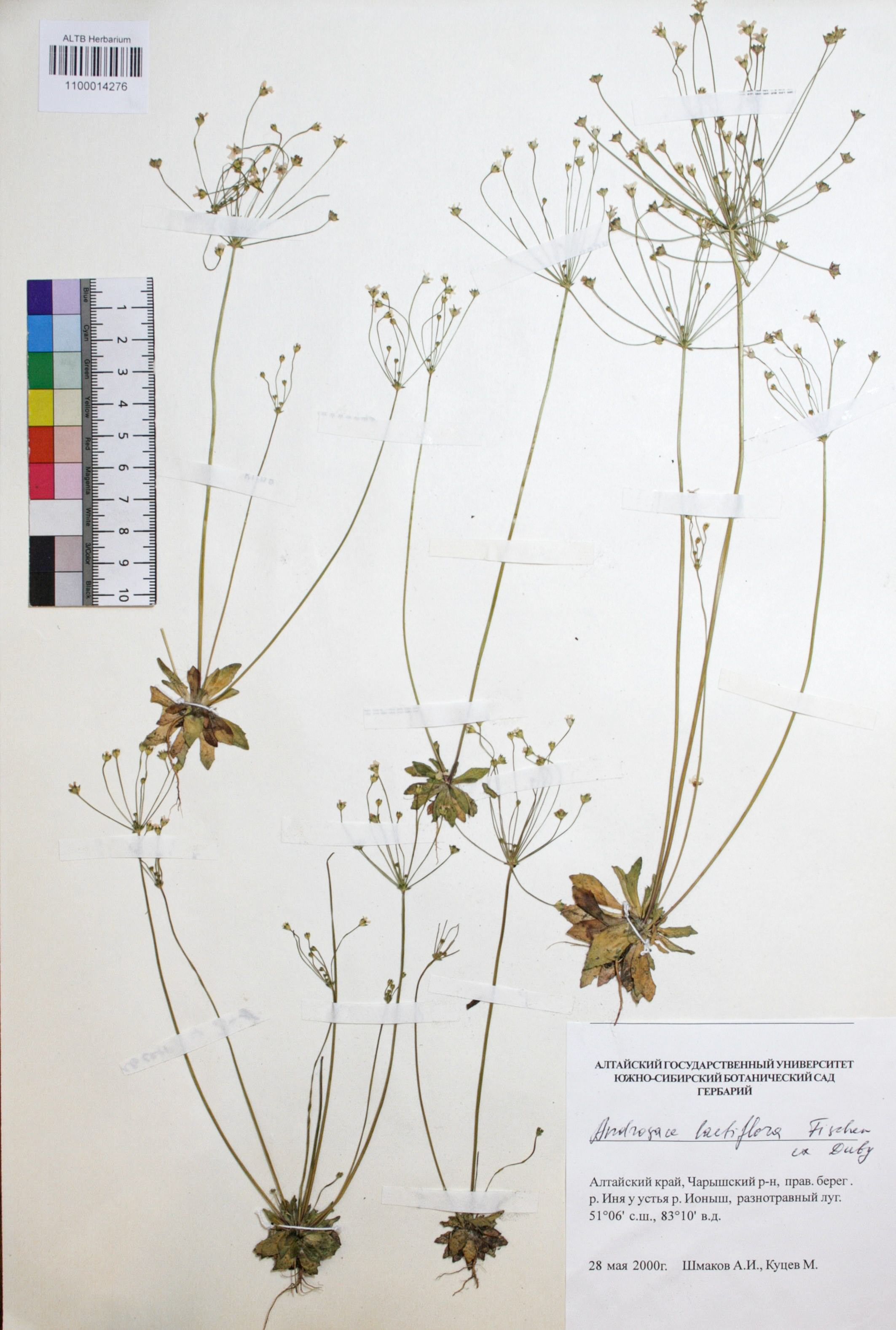 Androsace lactiflora Fisch. ex Willd.