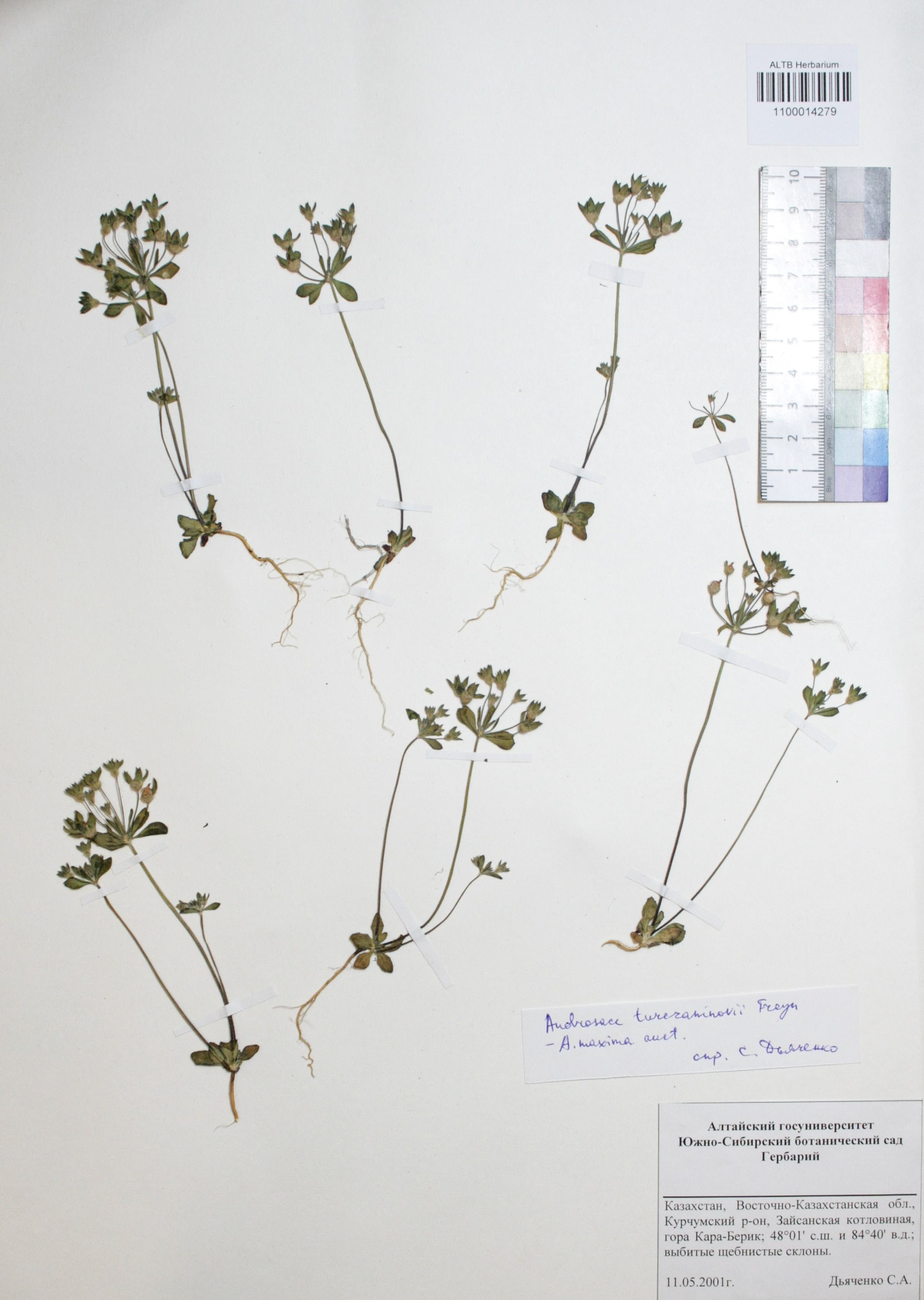 Androsace turczaninowii Freyn