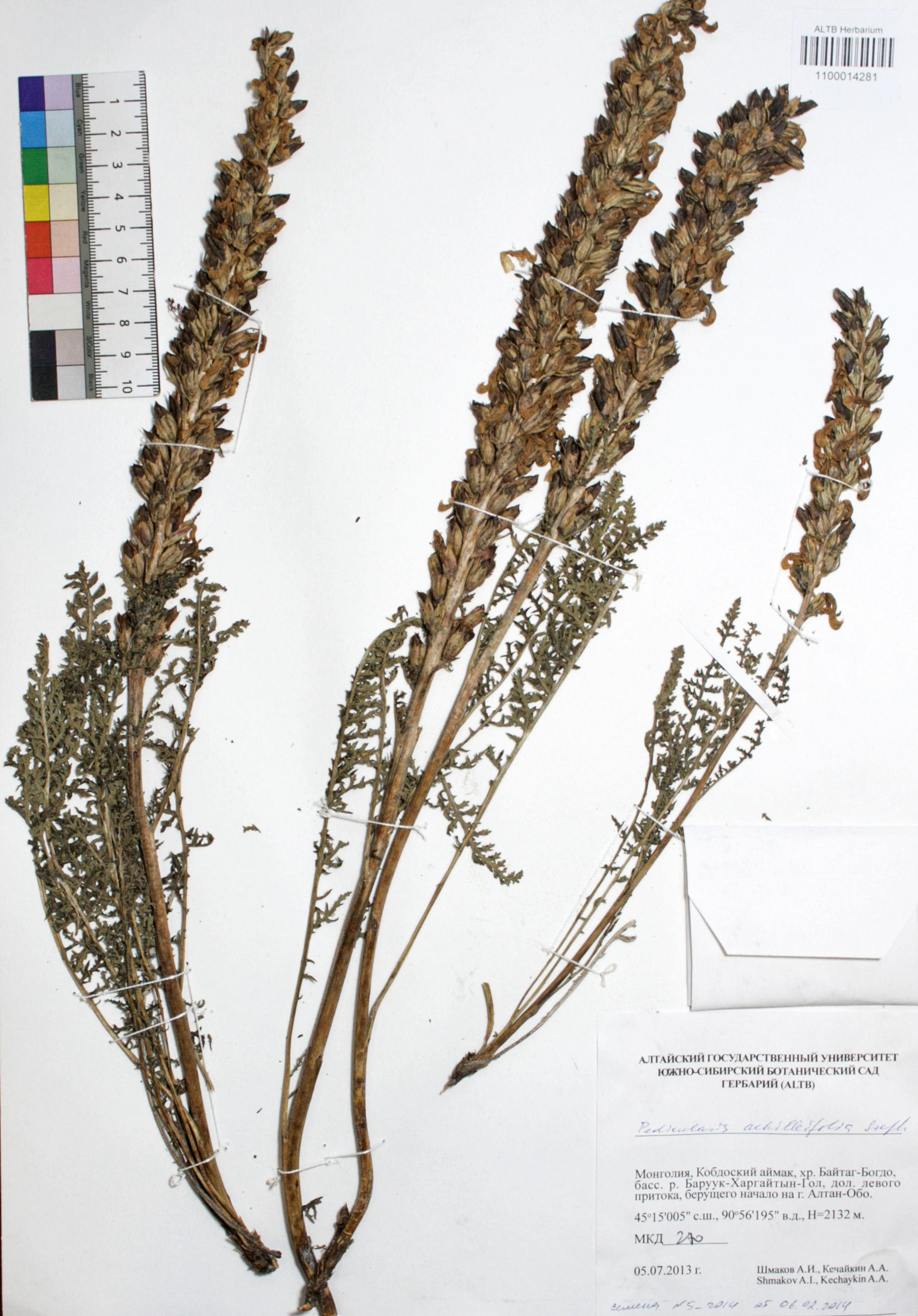 Pedicularis achilleifolia Steph ex. Willd