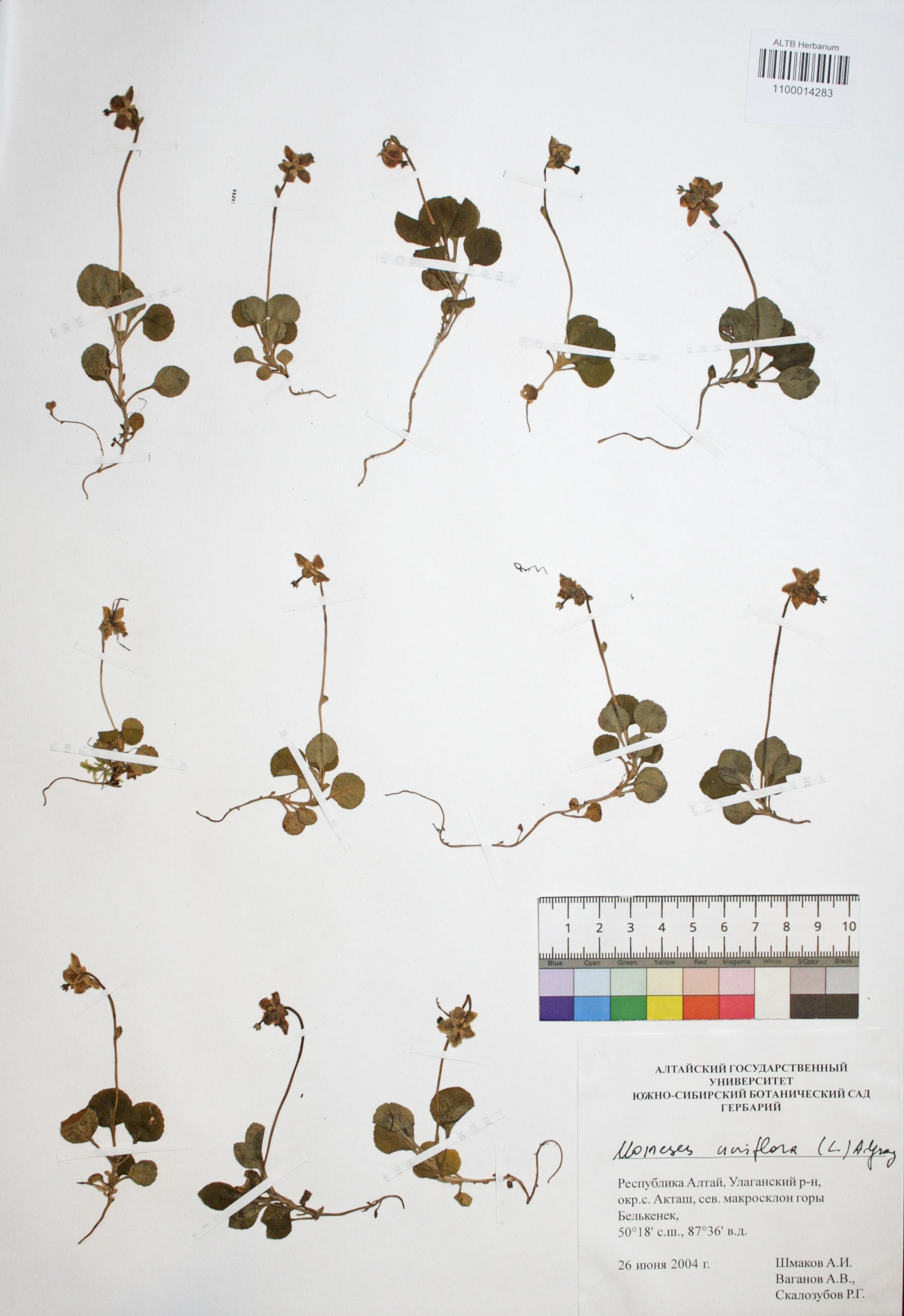 Moneses uniflora (L.) A. Gray