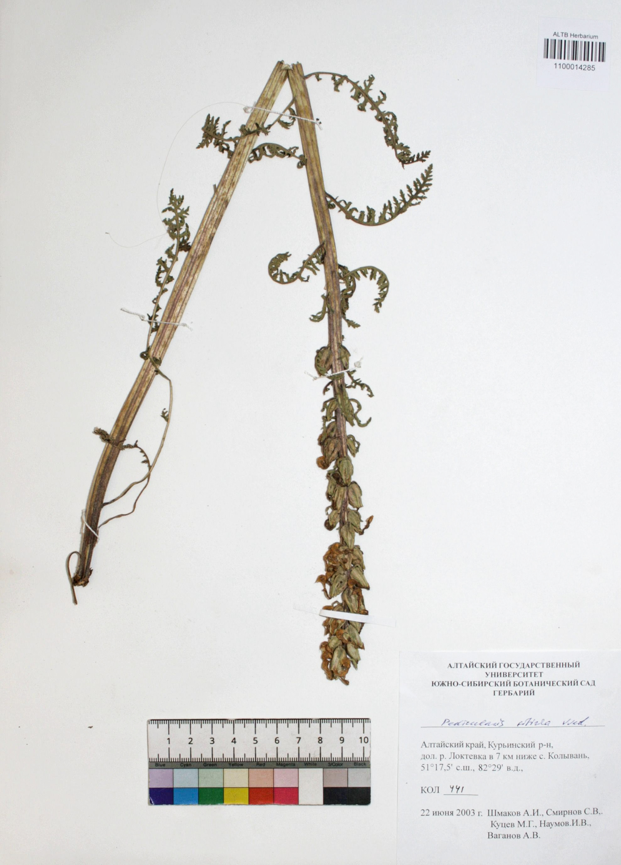 Pedicularis sibirica Vved.