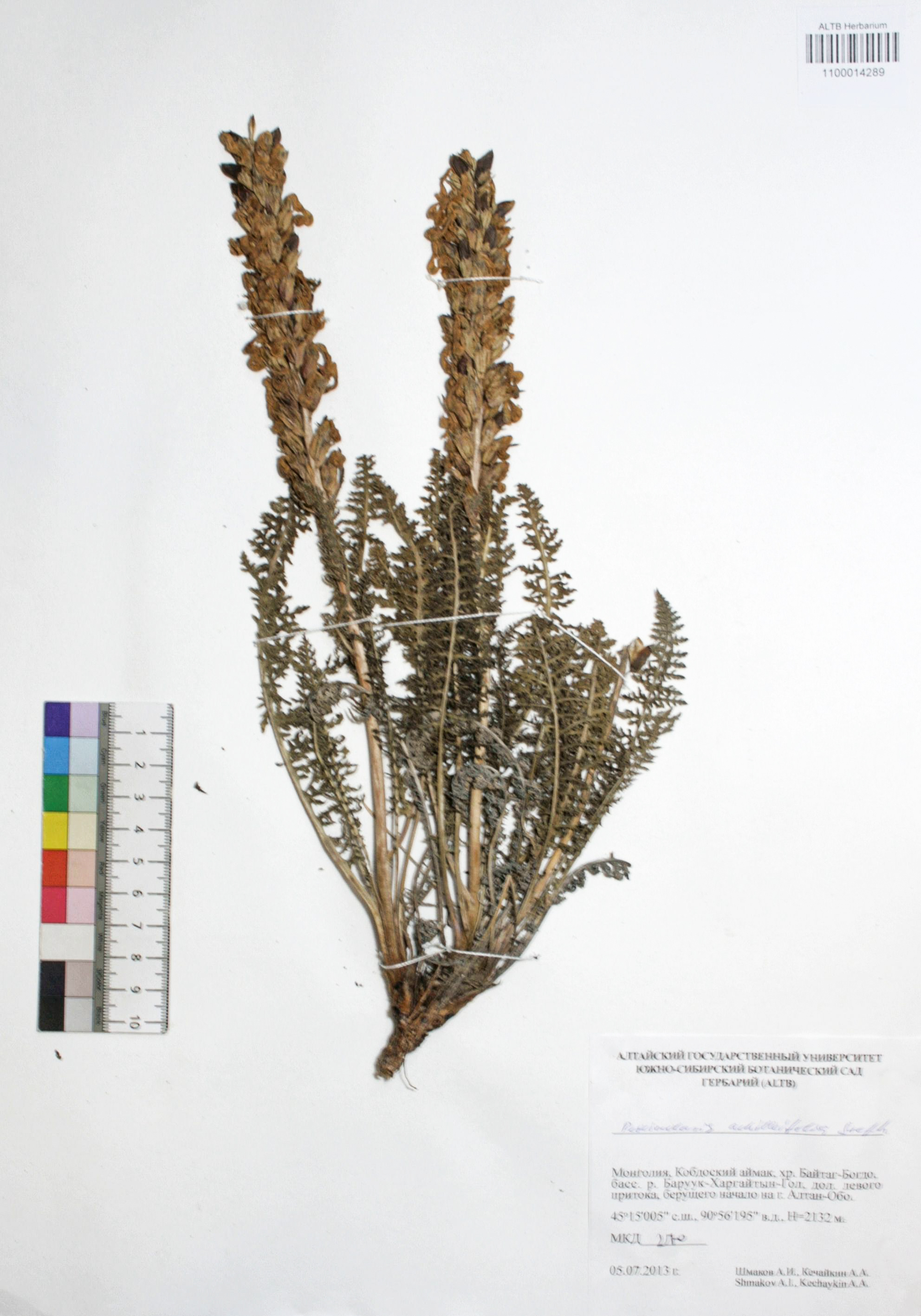 Pedicularis achilleifolia Steph ex. Willd