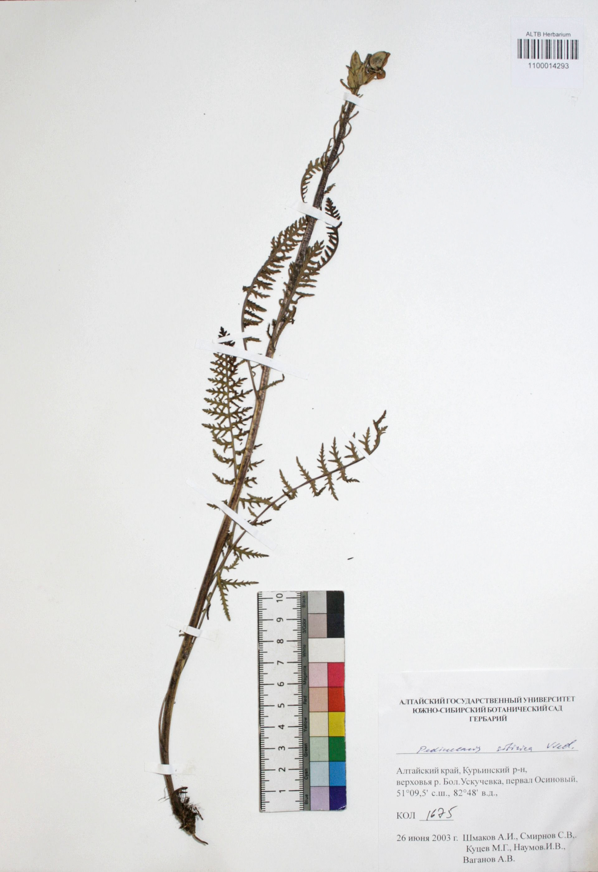 Pedicularis achilleifolia Steph ex. Willd
