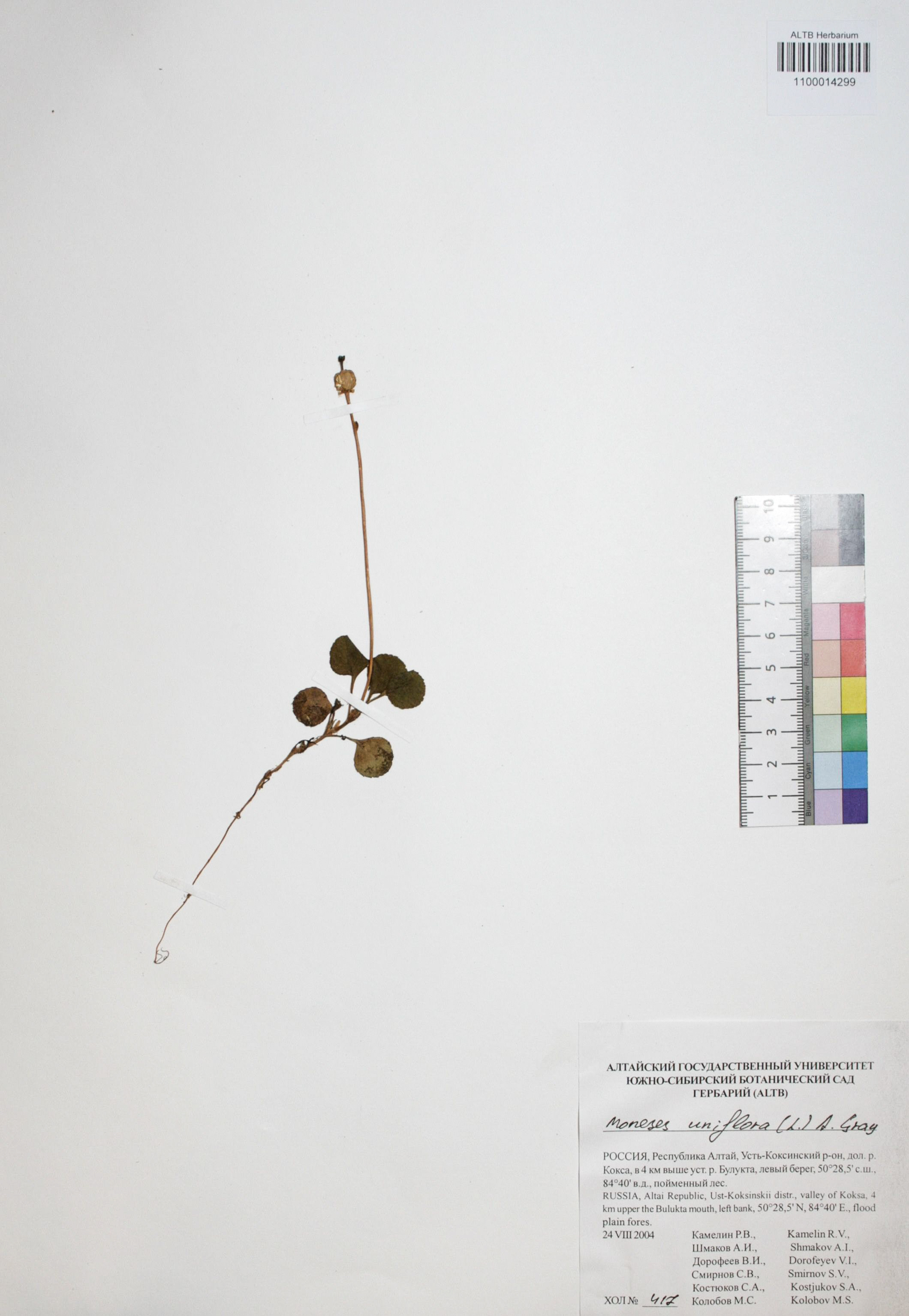 Moneses uniflora (L.) A. Gray