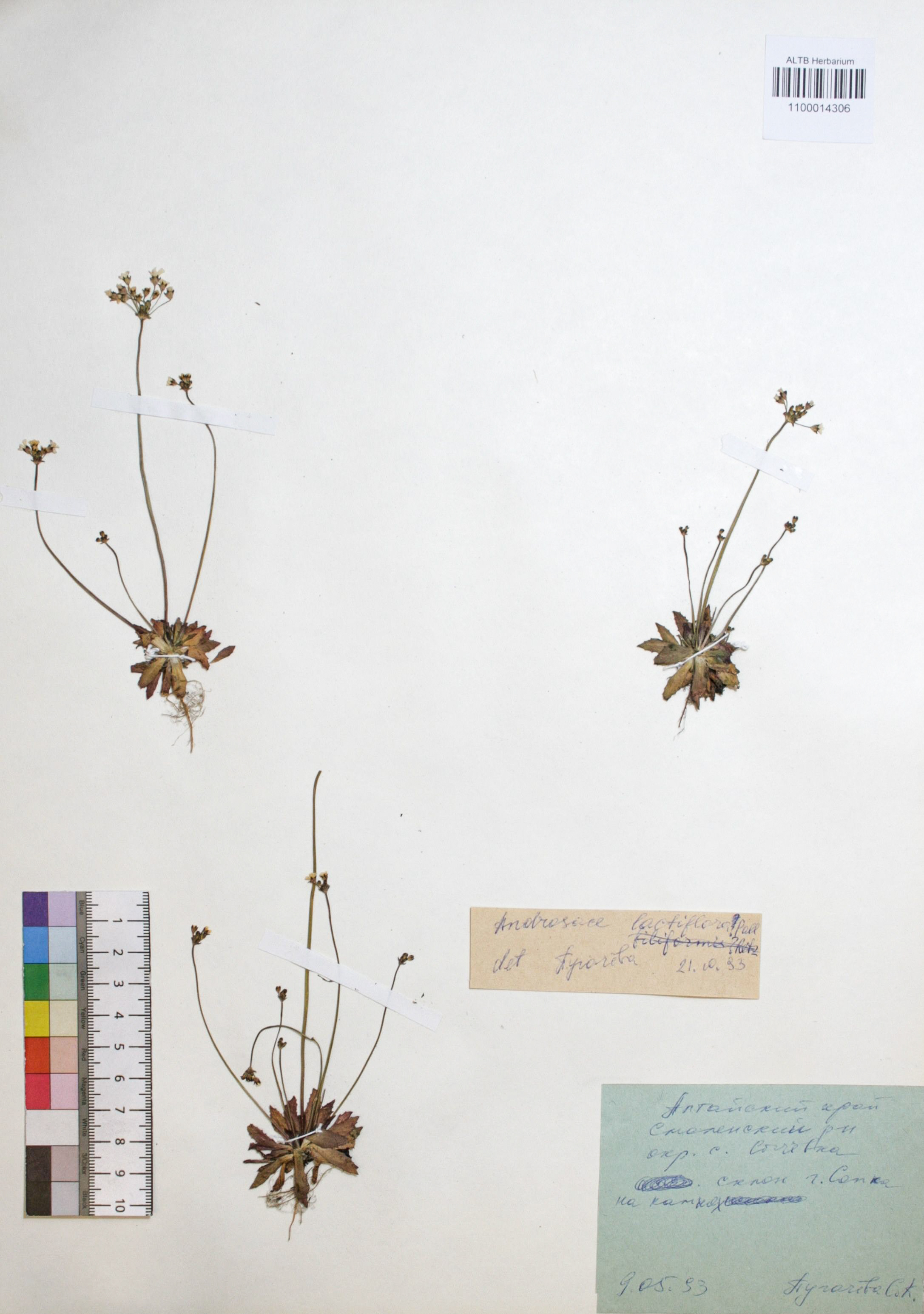 Androsace lactiflora Fisch. ex Willd.