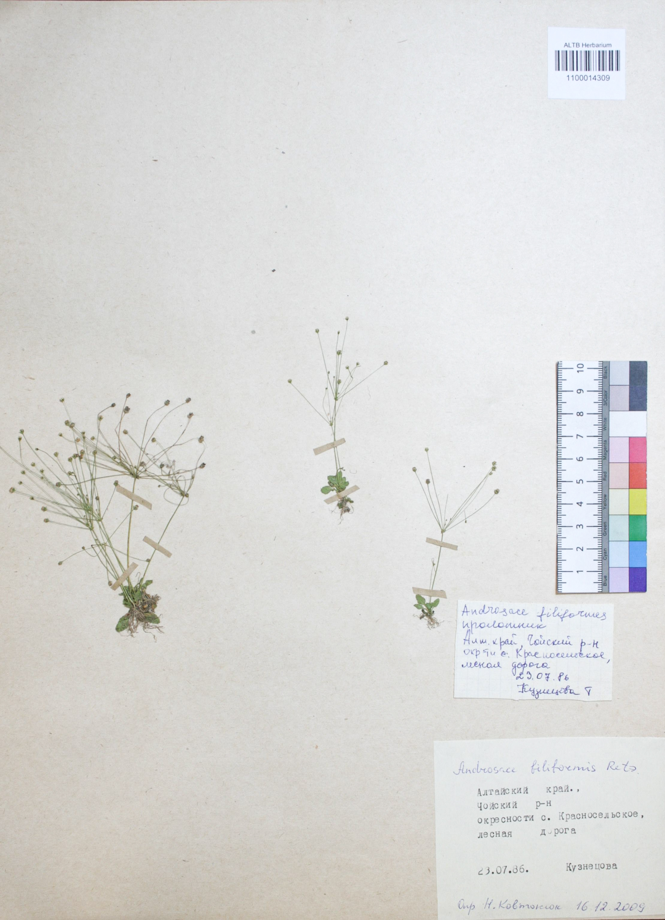 Androsace filiformis Retz.