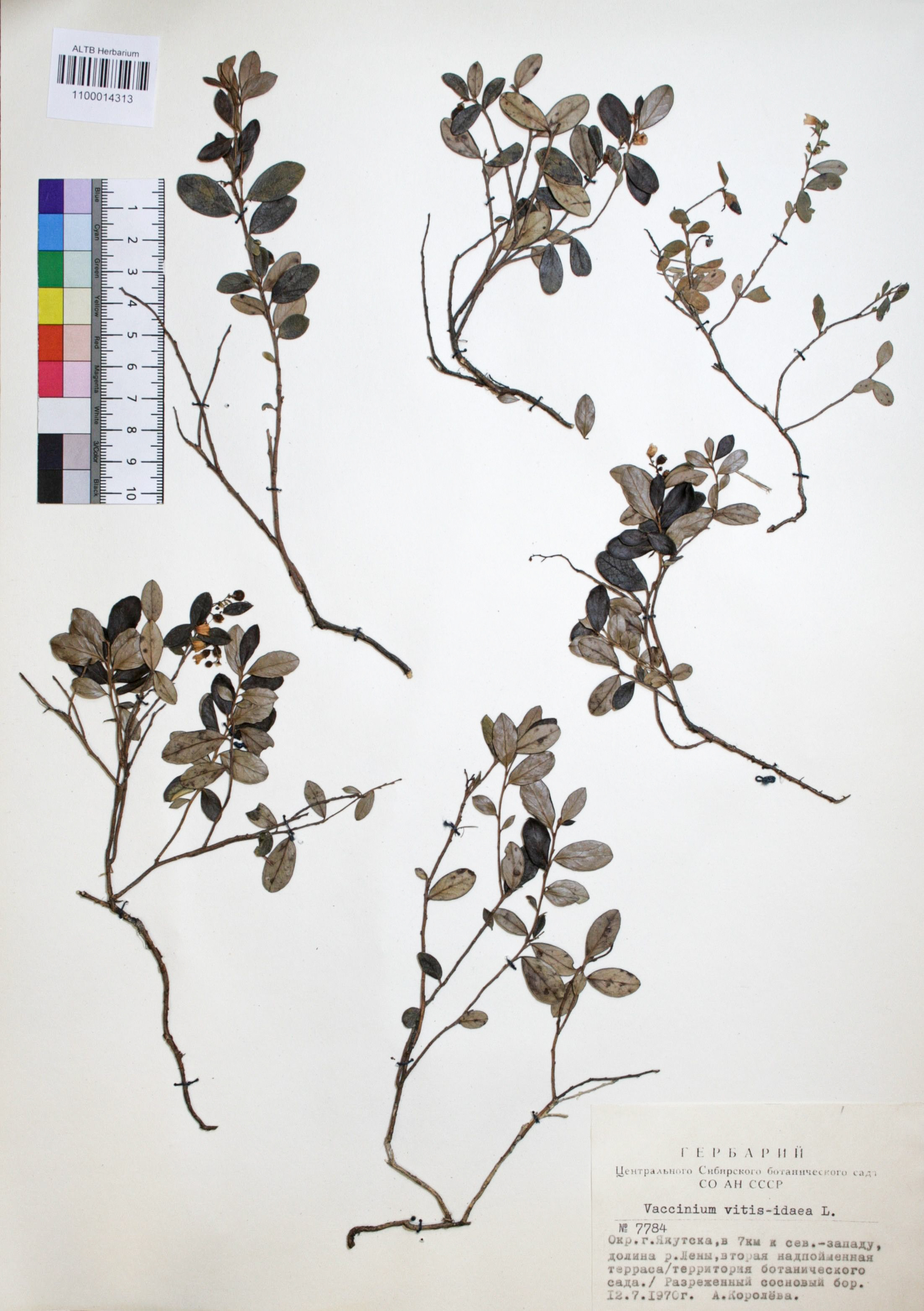Vaccinium vitis-idaea L.