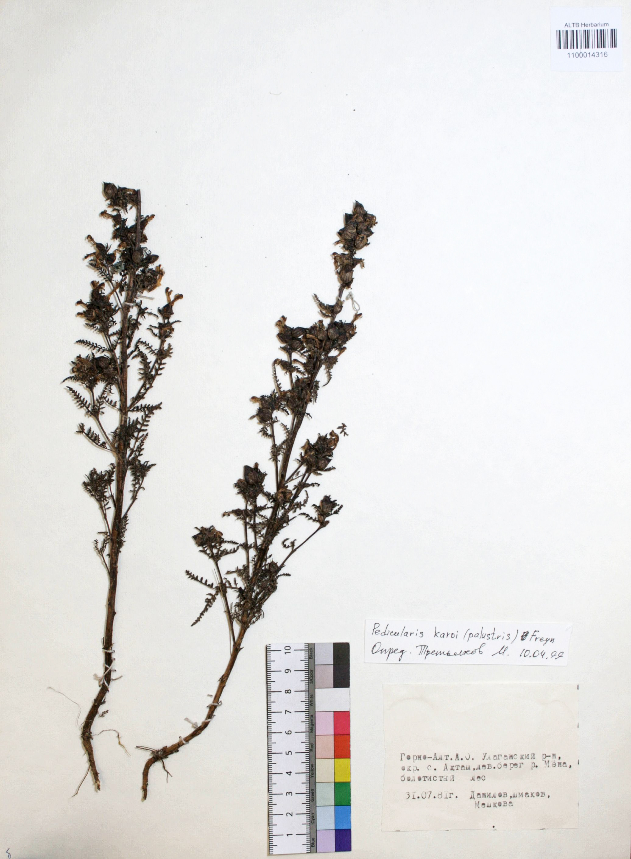 Pedicularis karoi Freyn